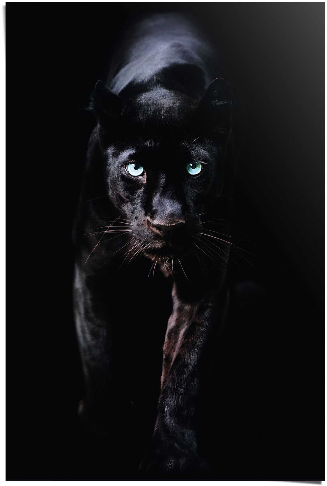 Poster »Poster Schwarzer Panther«, Tiere, (1 St.)