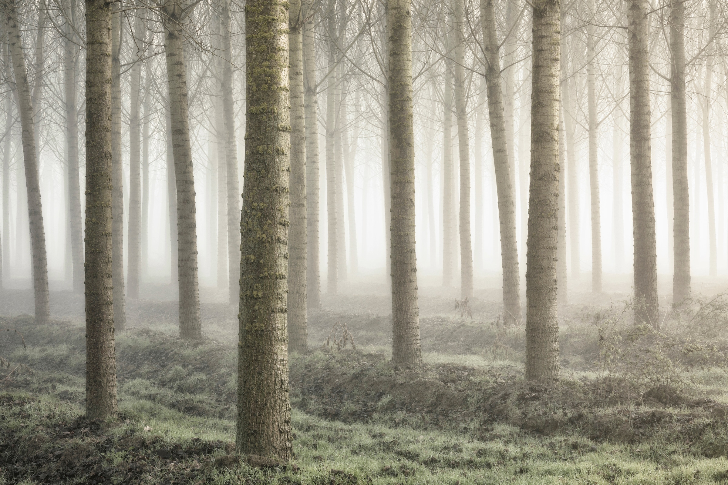 Image of Papermoon Fototapete "Photo-Art FIORENZO CAROZZI, KLEINES WALDLAND"