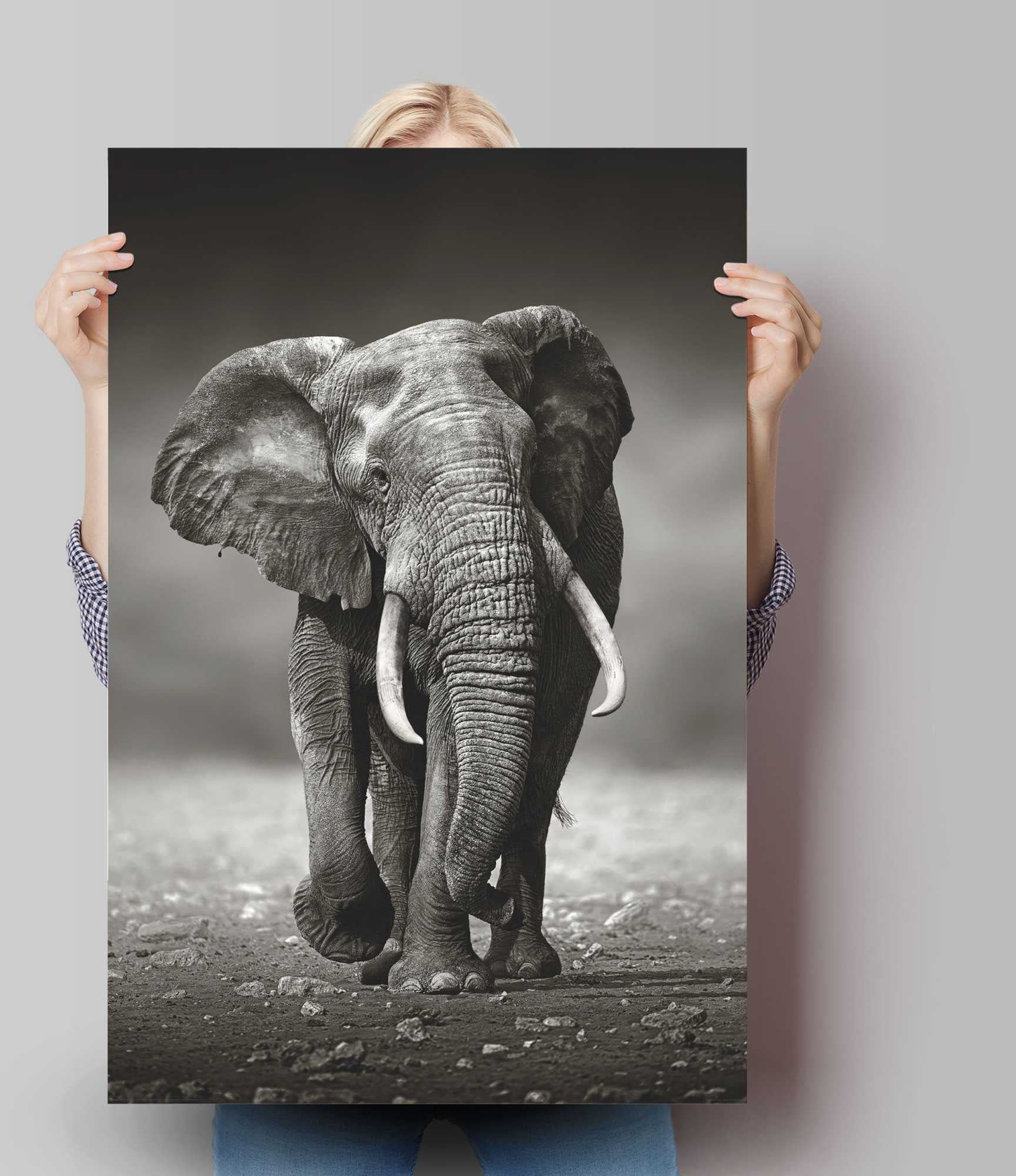 Reinders! Poster »Poster Elefant Wanderung«, Elefanten, (1 St.) jetzt  kaufen | Poster