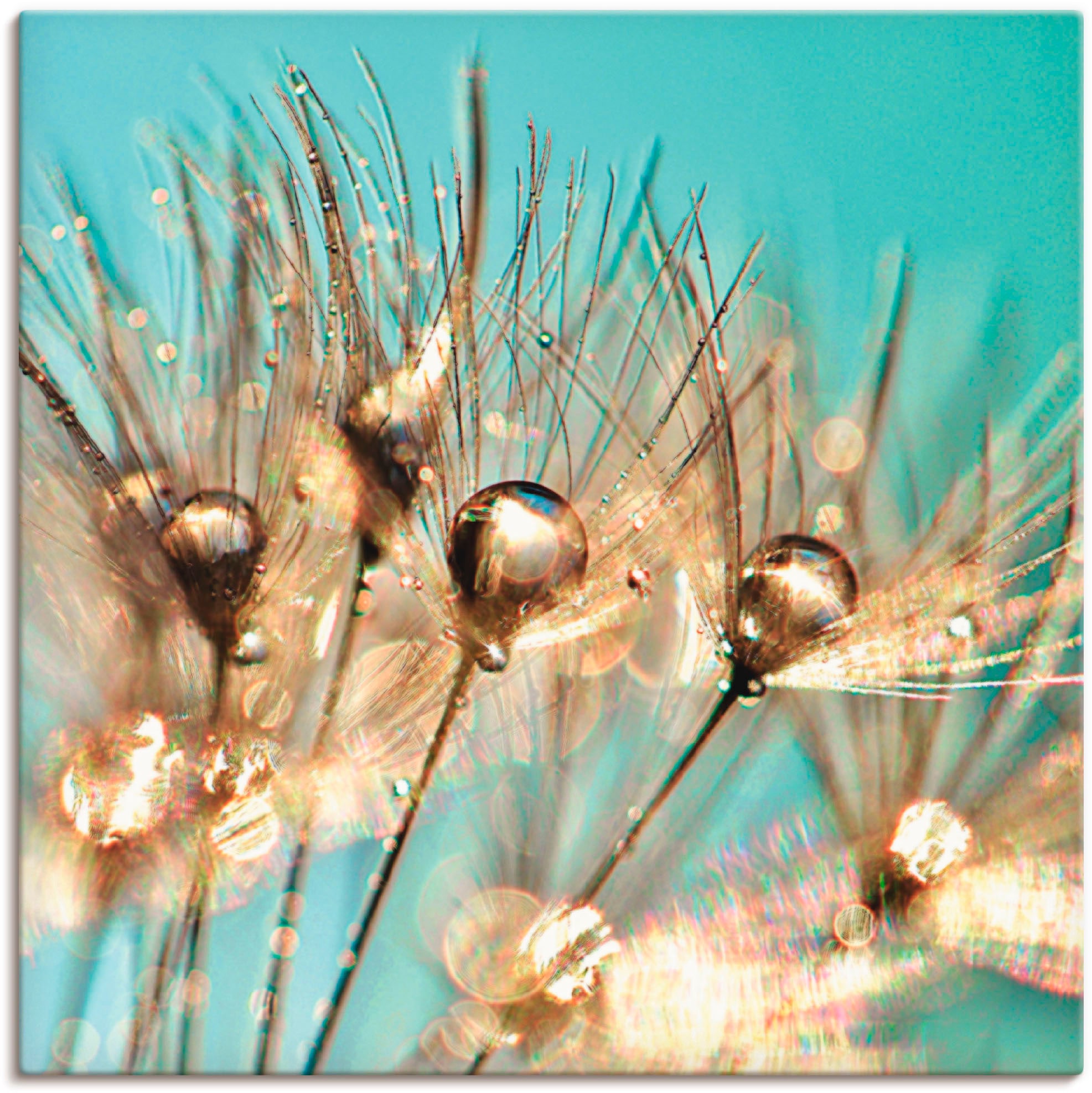Image of Artland Leinwandbild "Pusteblume Goldener Tau" Blumen 1 Stk. tlg. auf Holzrahmen gespannt