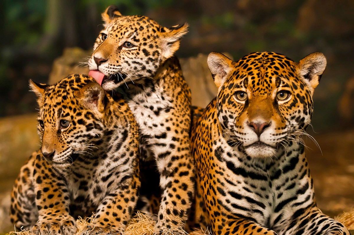 Image of Papermoon Fototapete "Leoparden Familie"