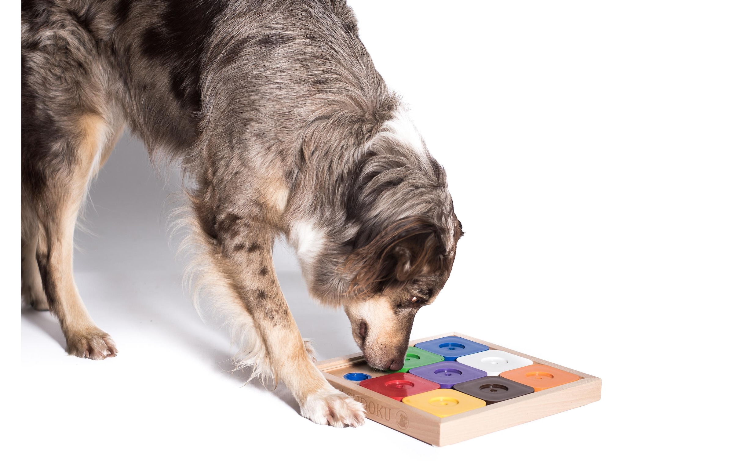   Jouet d'intelligence pour animaux »My Intelligent Dog Sodoku M Expert Rainbow«
