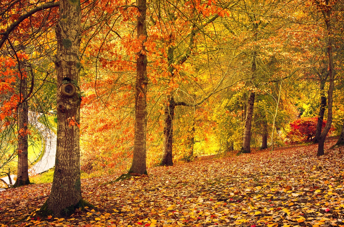 Papermoon Fototapete »Herbstwald«