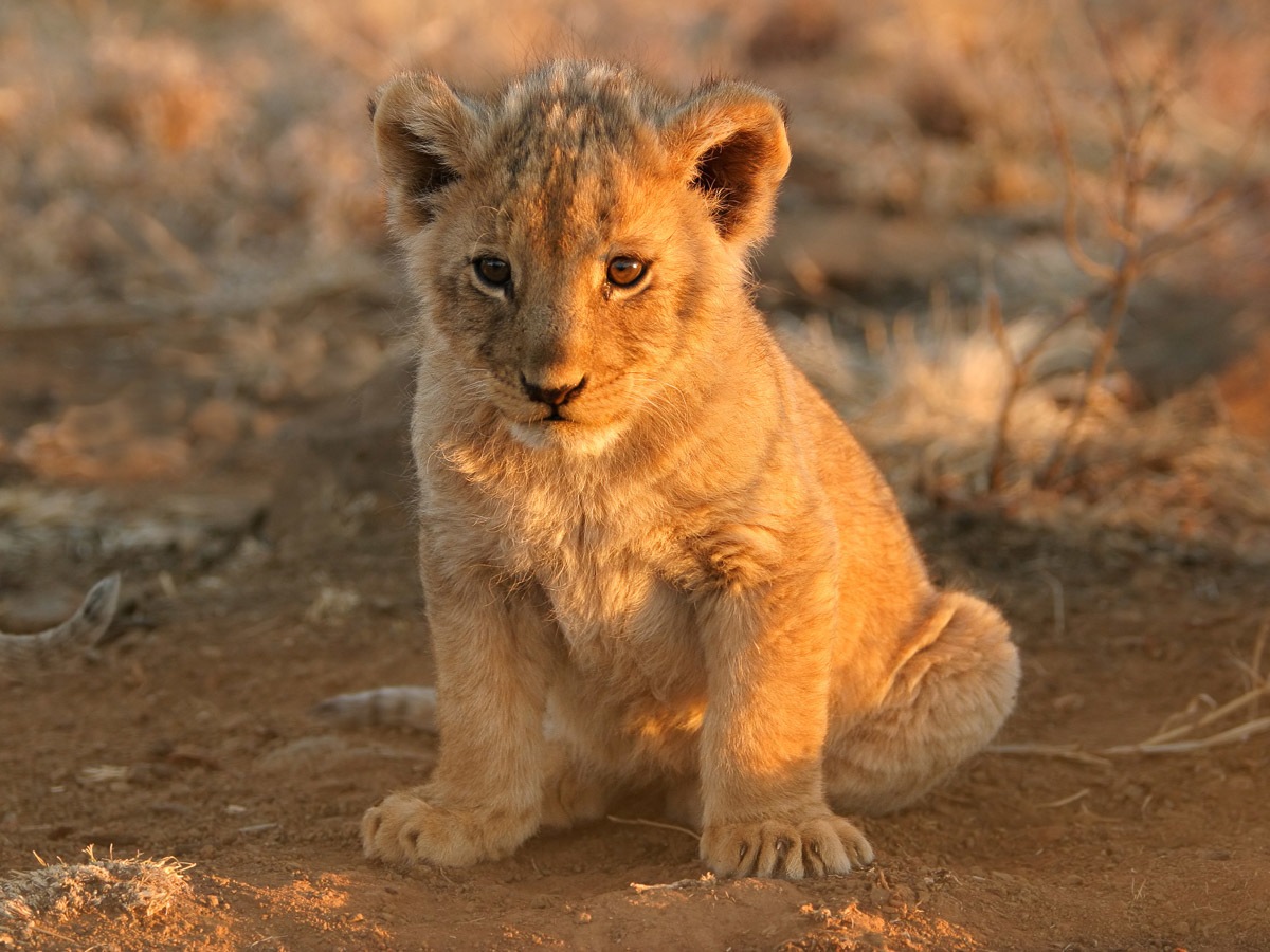 Fototapete »Löwenbaby«