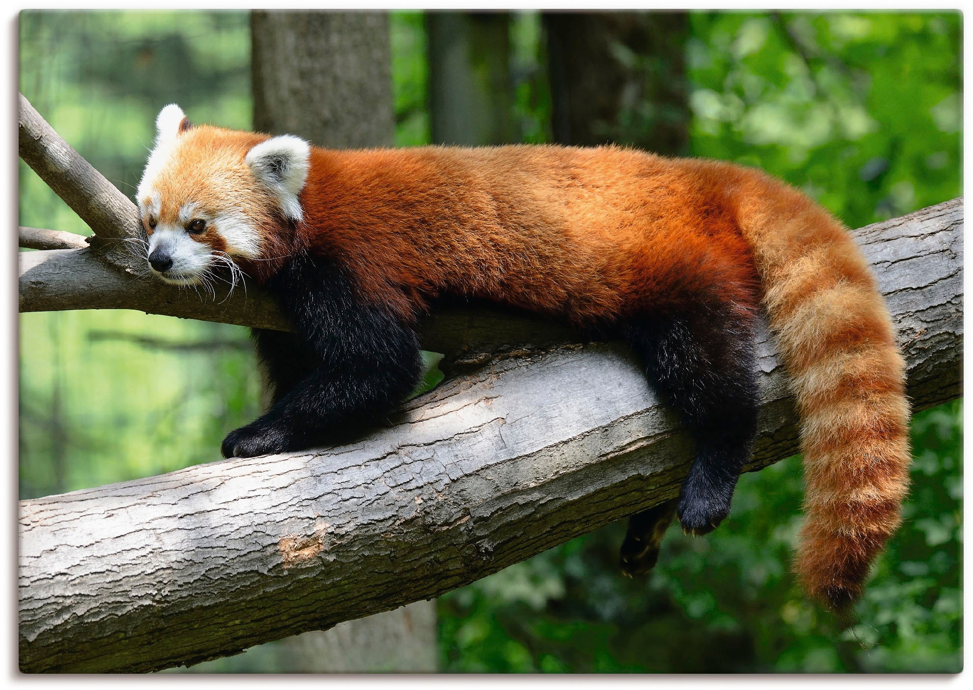 Image of Artland Wandbild »Roter Panda«, Wildtiere, (1 St.), in vielen Grössen & Produktarten - Alubild / Outdoorbild für den Aussenbereich, Leinwandbild, Poster, Wandaufkleber / Wandtattoo auch für Badezimmer geeignet bei Ackermann Versand Schweiz