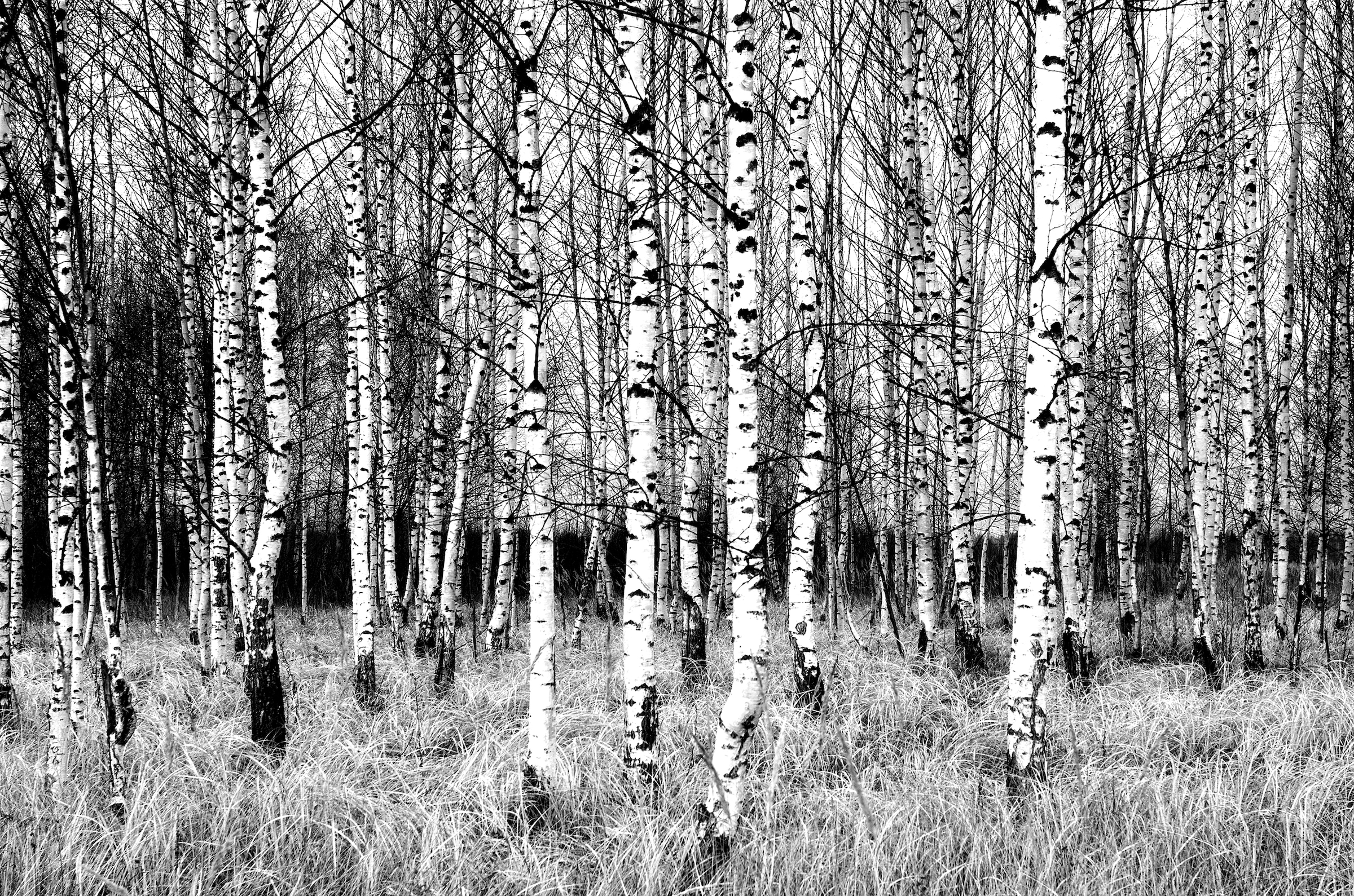 Image of Papermoon Fototapete "Birkenwald Schwarz & Weiss"