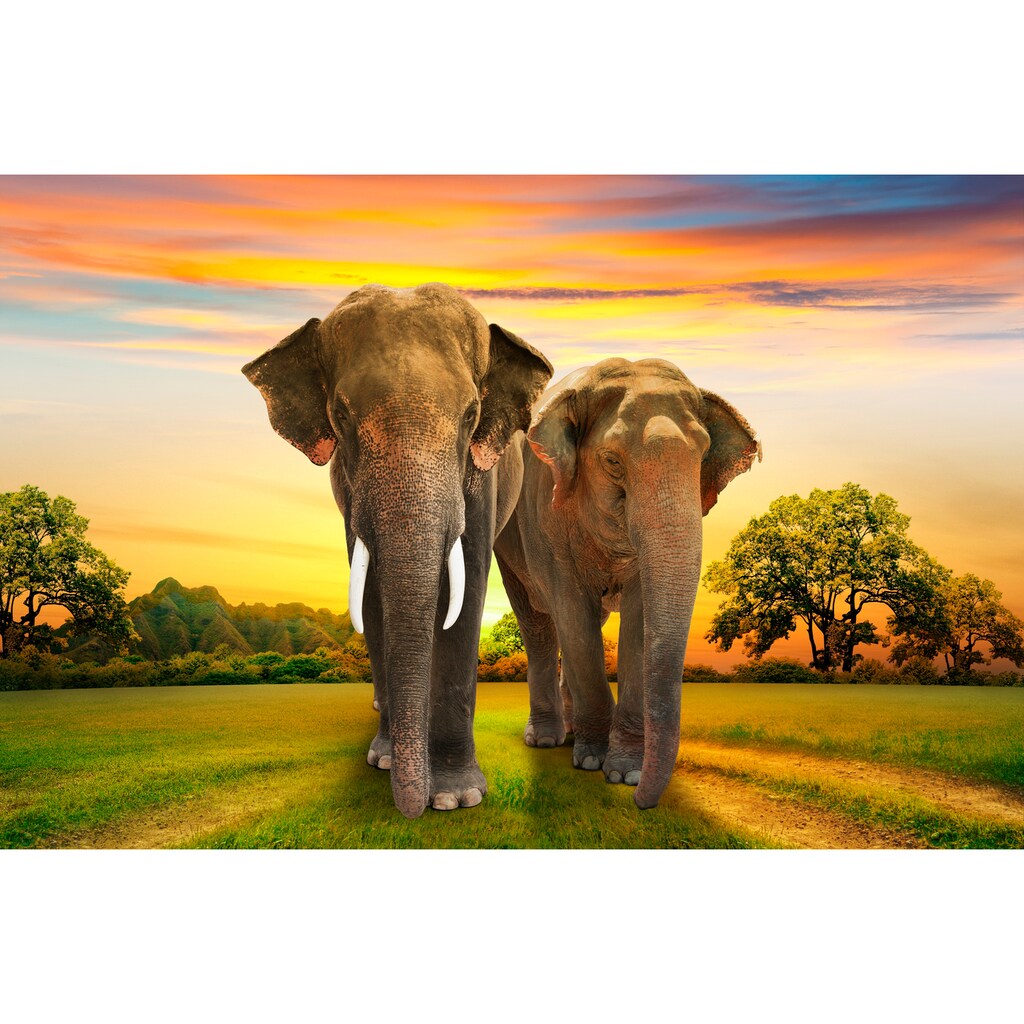 Papermoon Fototapete »Elephants Family«