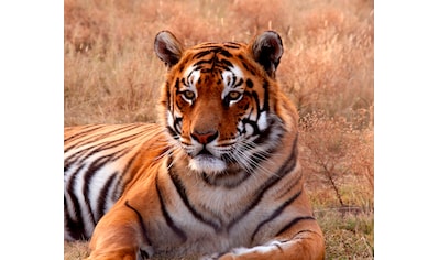 Papermoon Fototapete »Tiger« kaufen