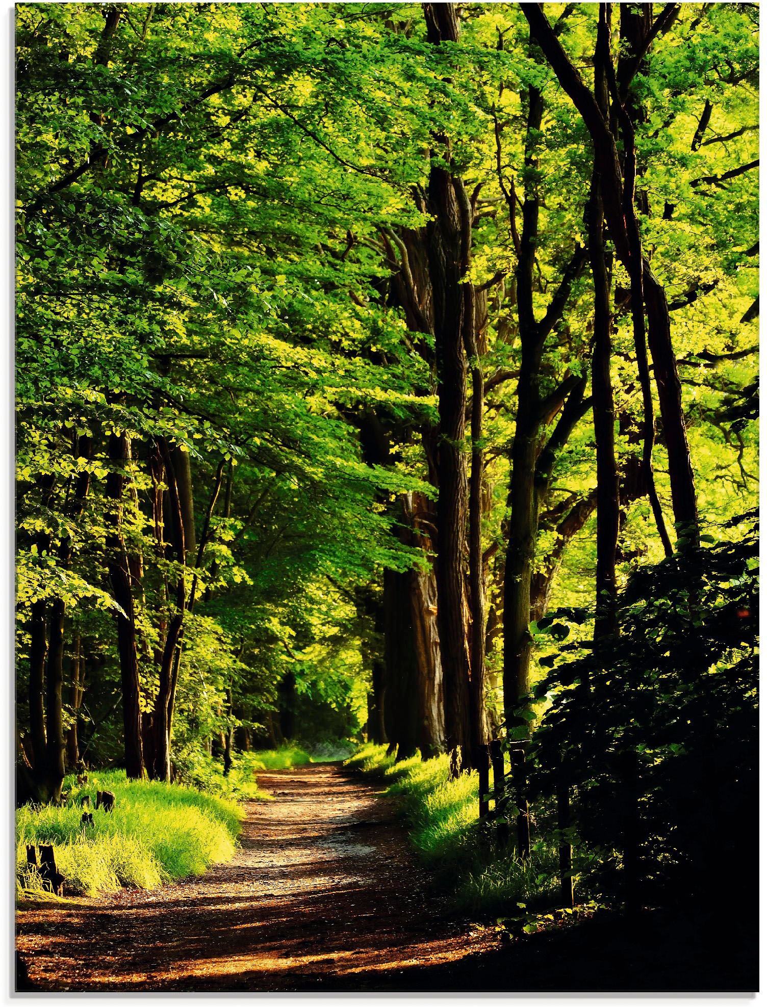 Image of Artland Glasbild "Weg im Wald" Wald 1 Stk. tlg. in verschiedenen Grössen