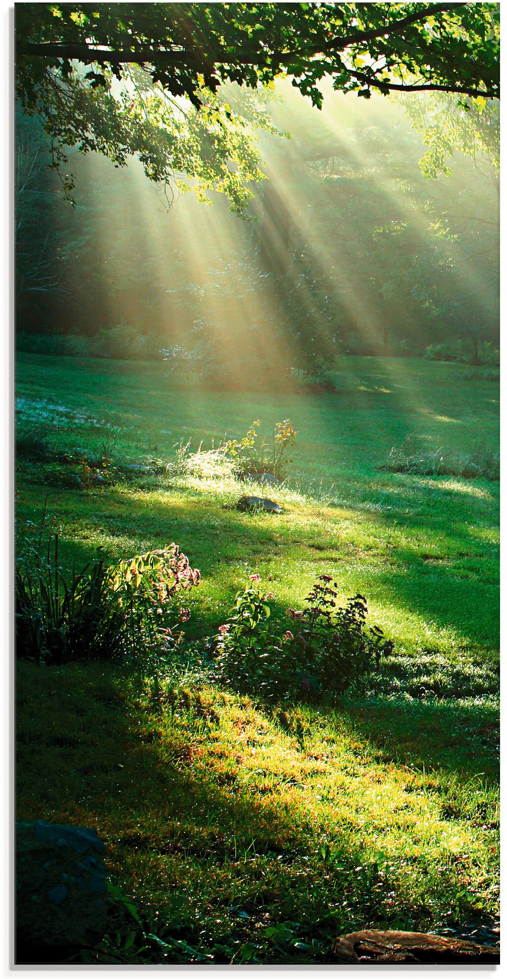 Image of Artland Glasbild »Lichtkegel«, Wald, (1 St.) bei Ackermann Versand Schweiz