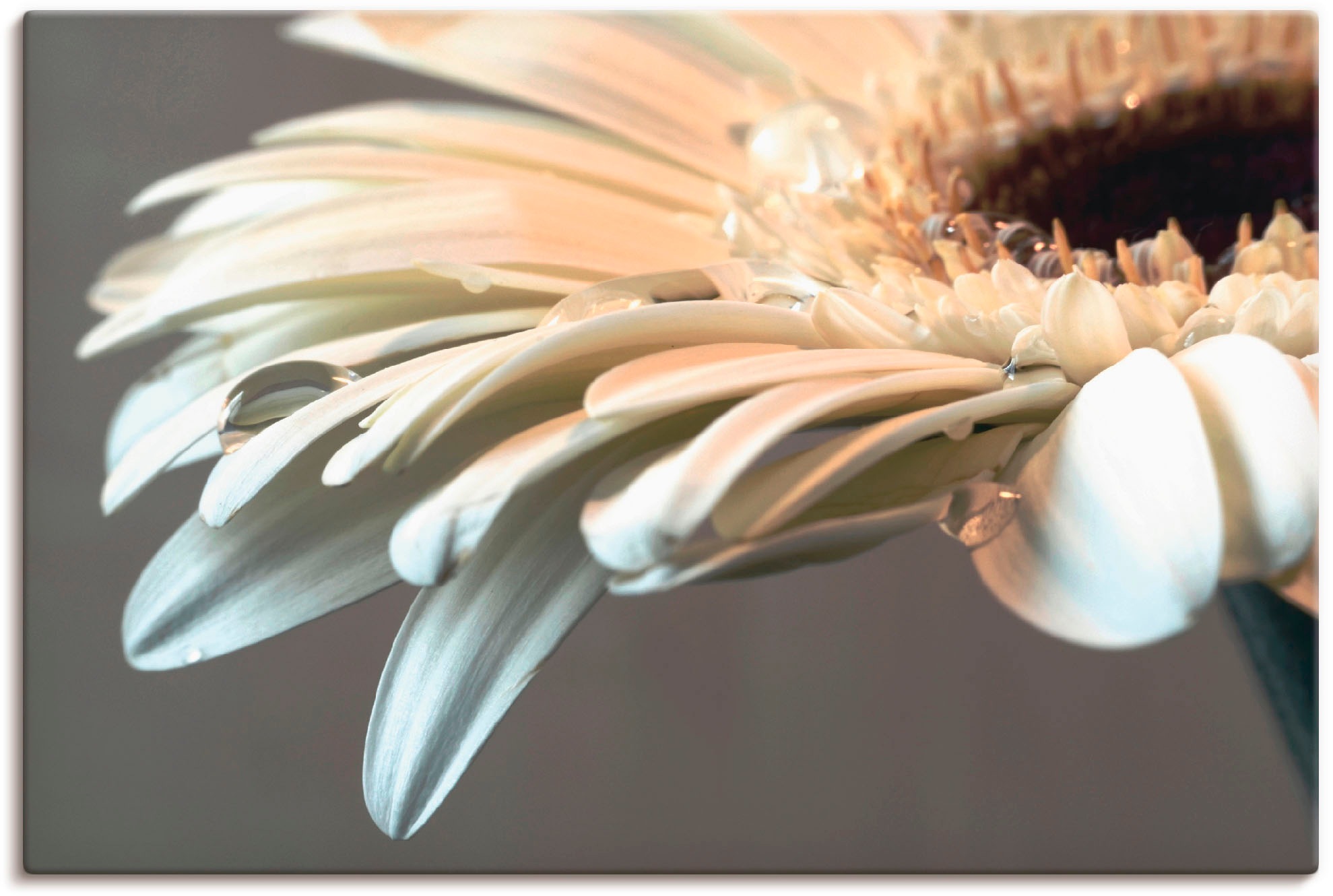 Image of Artland Leinwandbild "Blüte einer Gerbera" Blumen 1 Stk. tlg. auf Holzrahmen gespannt
