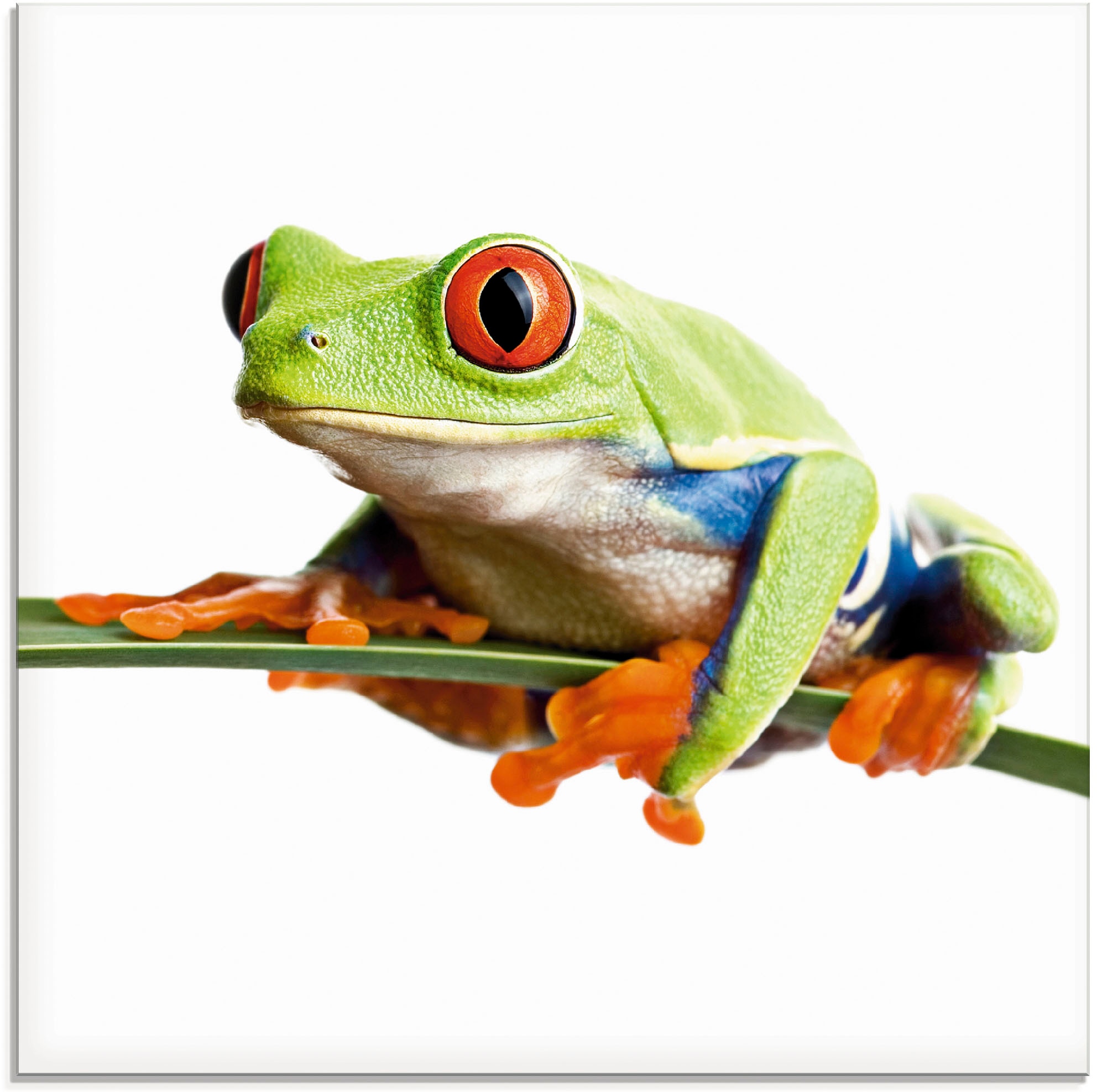 Image of Artland Glasbild "Frosch auf einem Blatt" Wassertiere 1 Stk. tlg. in verschiedenen Grössen
