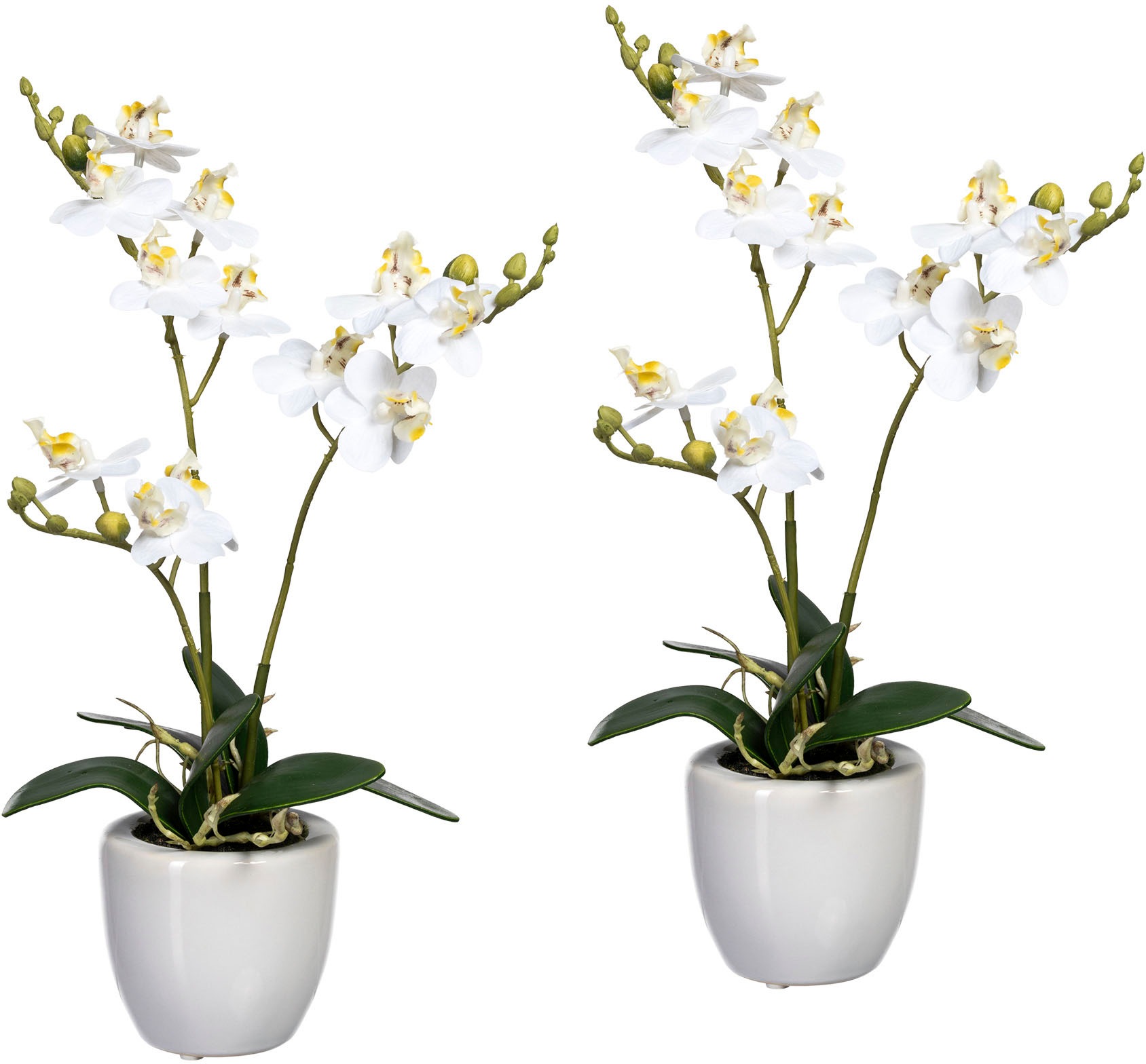 Image of Creativ green Kunstorchidee »Phalaenopsis«, (2 St.), im Keramiktopf, 2er Set bei Ackermann Versand Schweiz