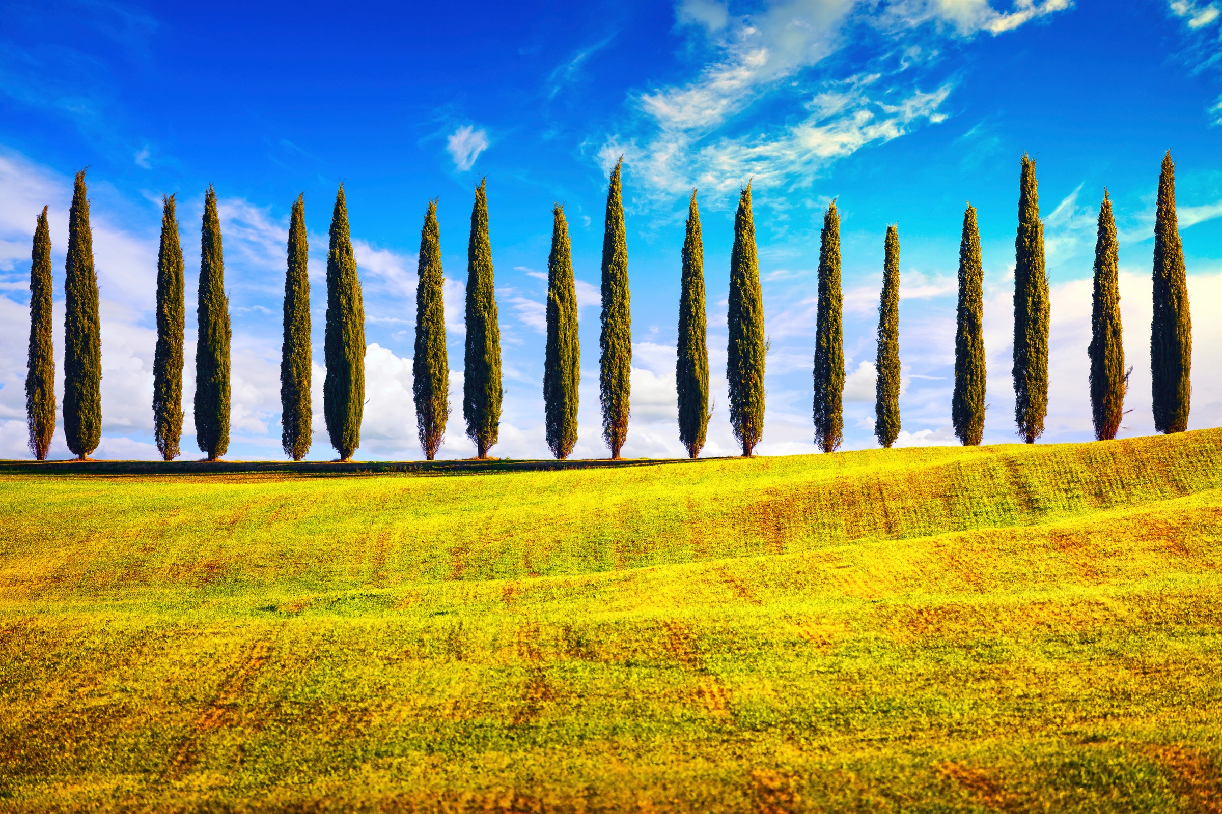 Image of Papermoon Fototapete »Pappeln am Feld«, Vliestapete, hochwertiger Digitaldruck, inklusive Kleister bei Ackermann Versand Schweiz