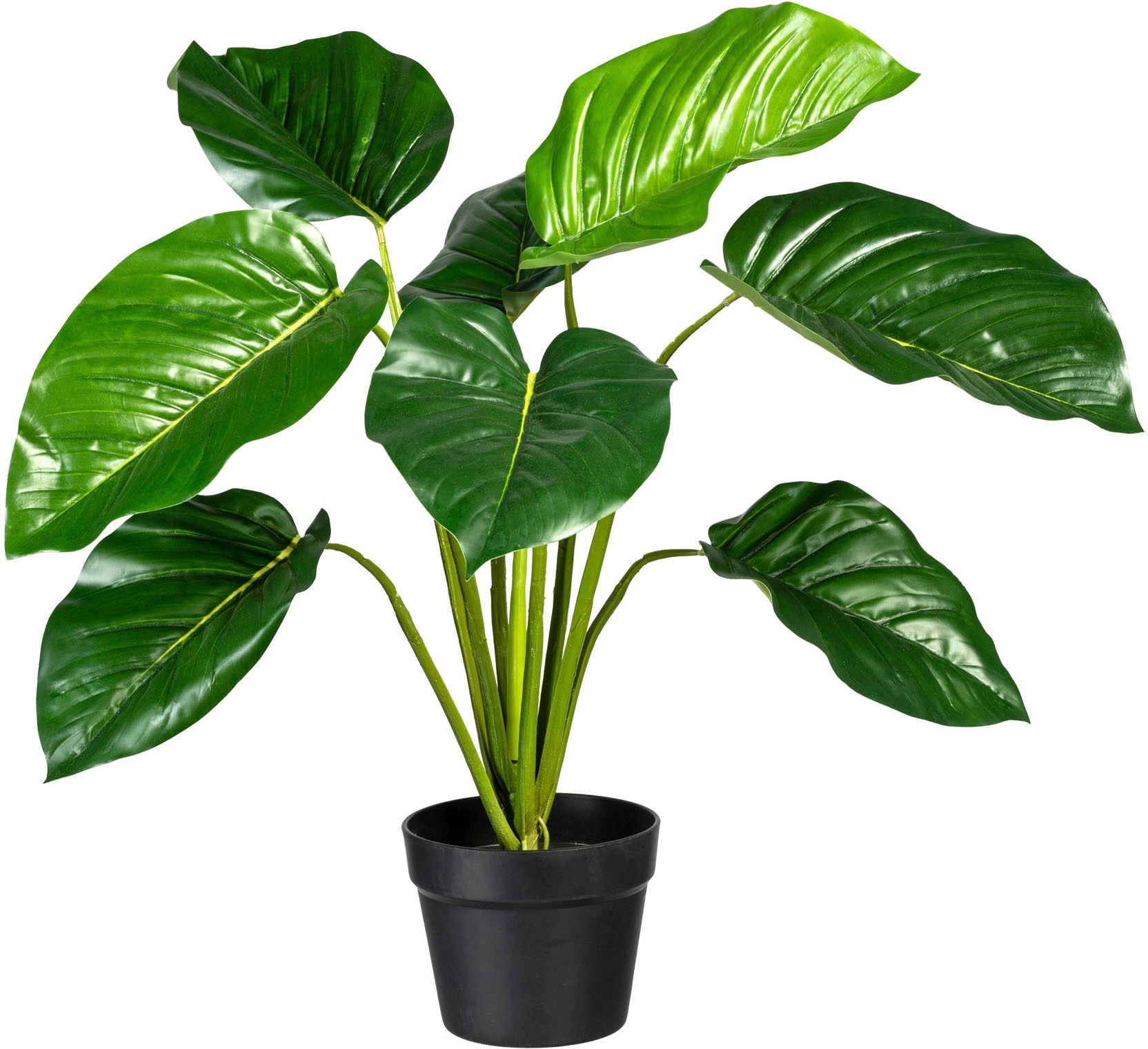 Image of Creativ green Künstliche Zimmerpflanze »Philodendron«, (1 St.) bei Ackermann Versand Schweiz