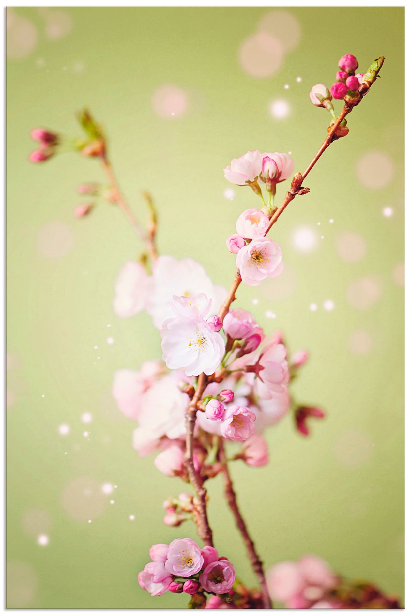 Alubild, Blumen, »Kirschblütenzweig«, Poster Leinwandbild, als Wandbild St.), Grössen Artland oder Wandaufkleber in günstig versch. kaufen (1