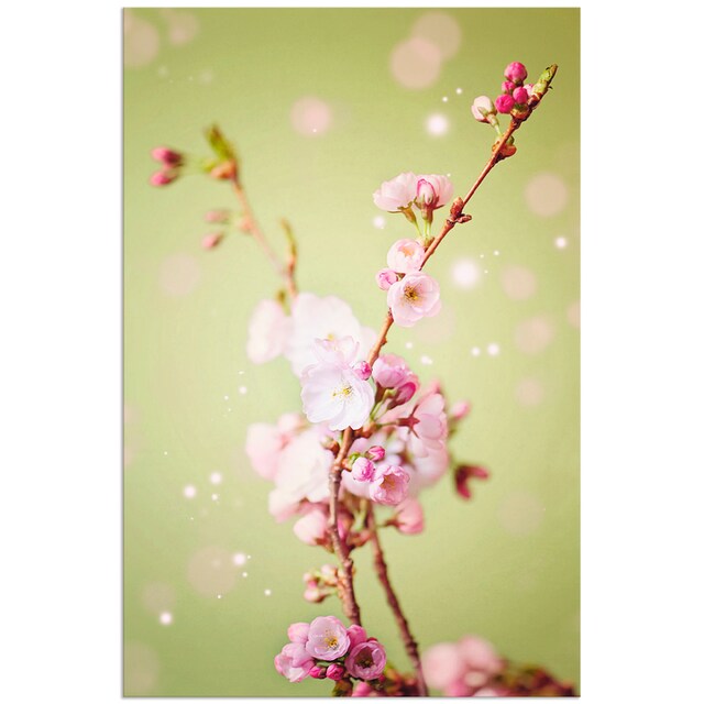 Wandbild »Kirschblütenzweig«, günstig (1 Blumen, Alubild, St.), versch. Artland in kaufen Wandaufkleber Leinwandbild, Poster als oder Grössen