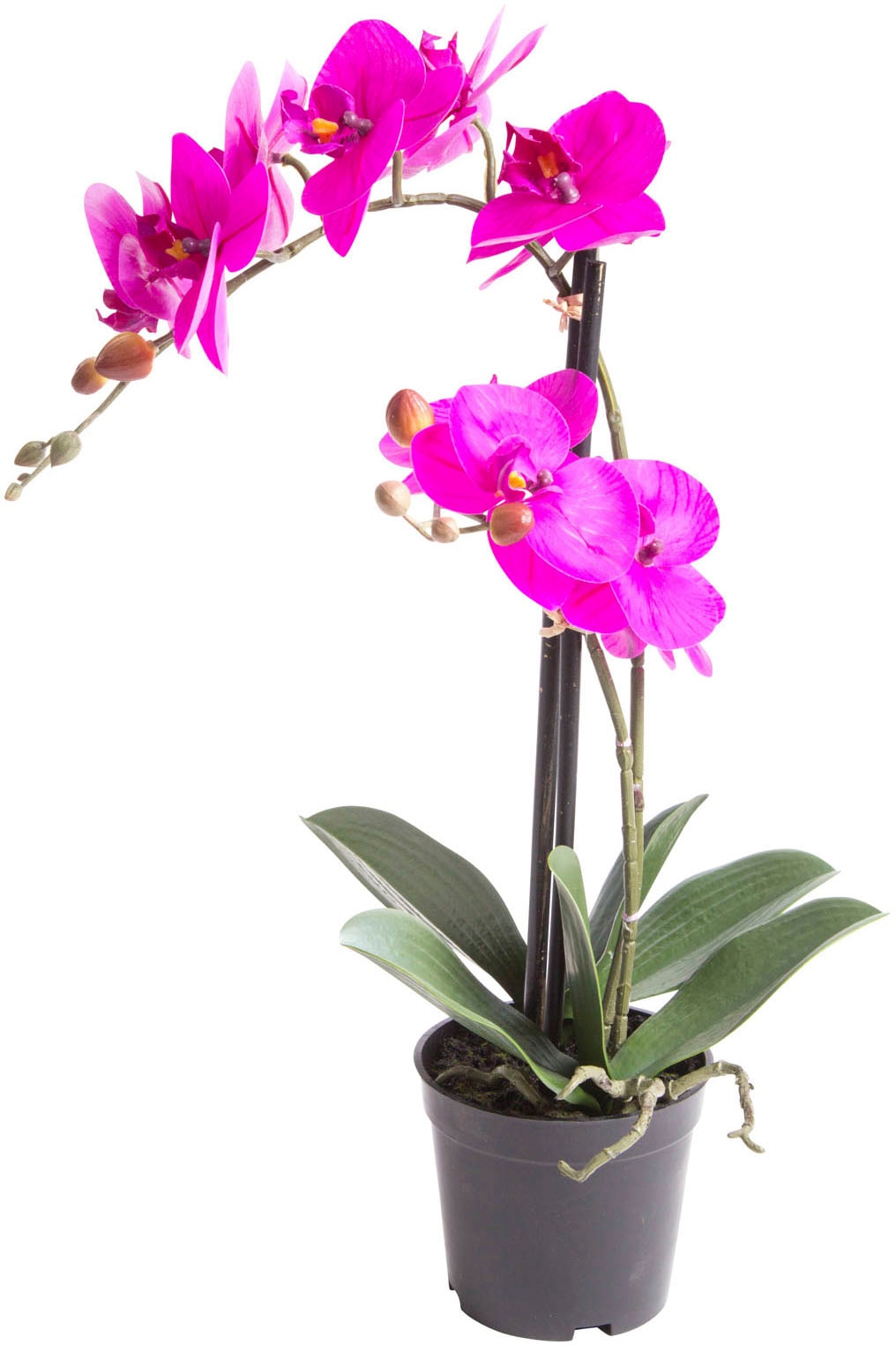 Botanic-Haus Kunstorchidee »Orchidee Bora«