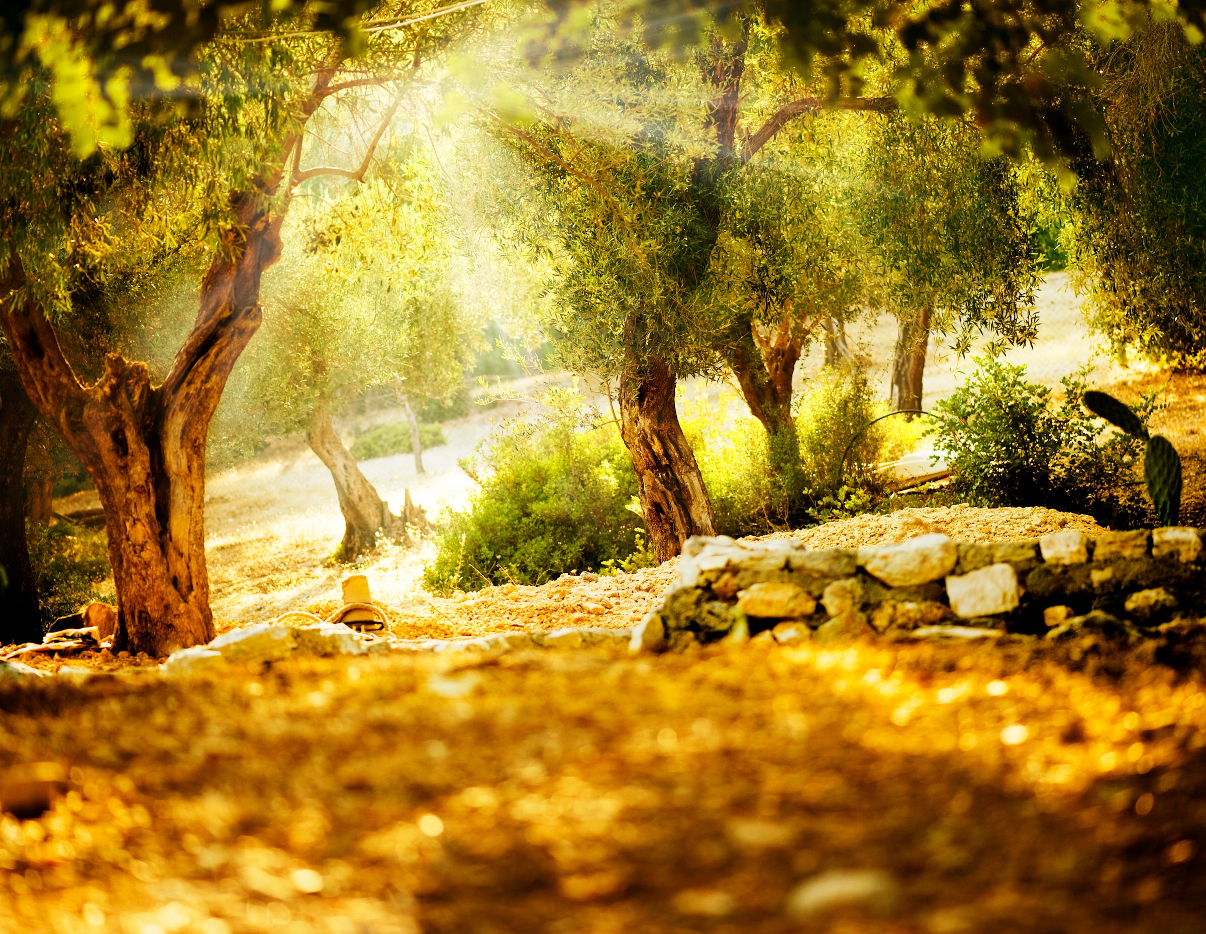 Image of Papermoon Fototapete "Olive Trees" glatt