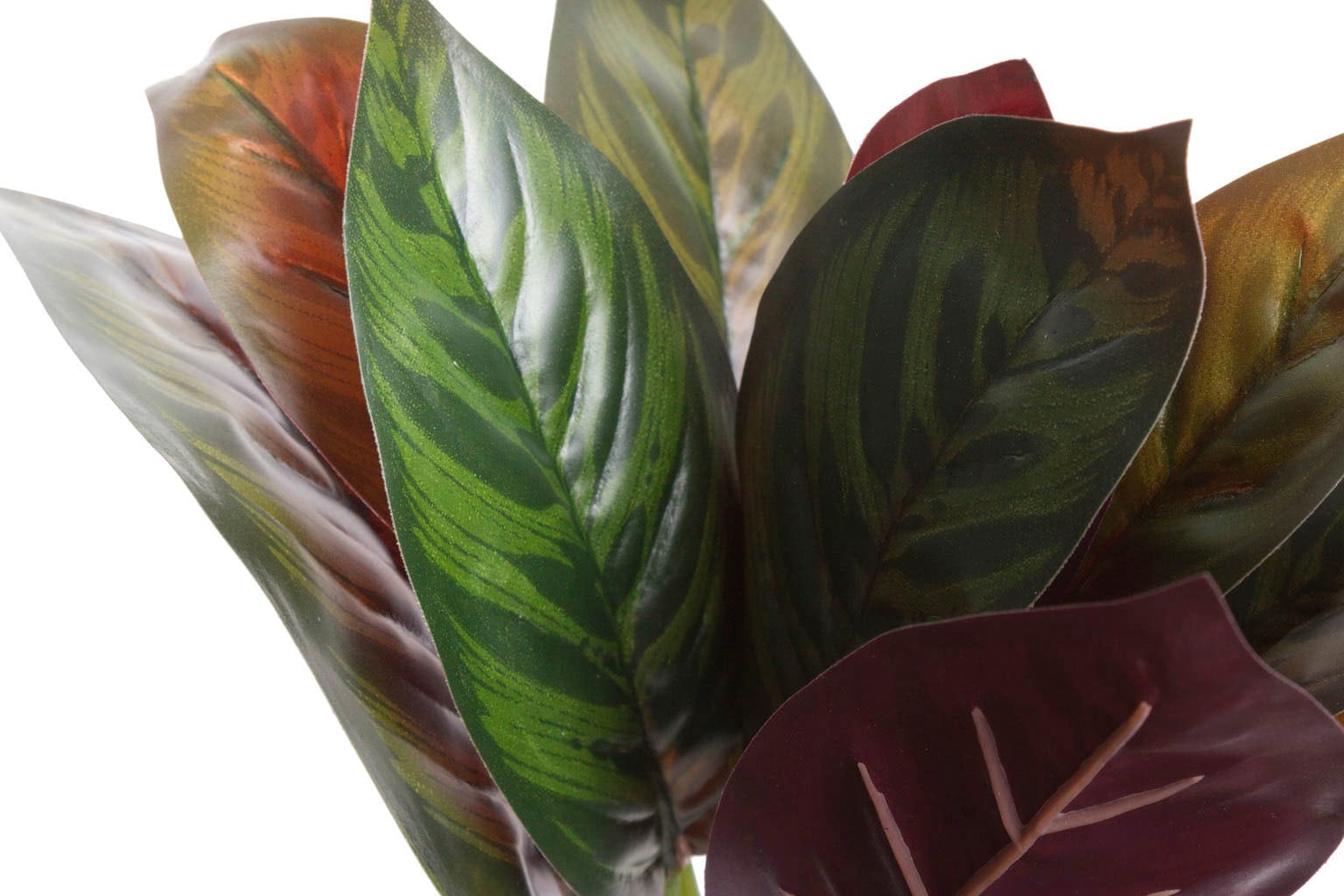 kaufen »Calathea« Zimmerpflanze Botanic-Haus bequem Künstliche