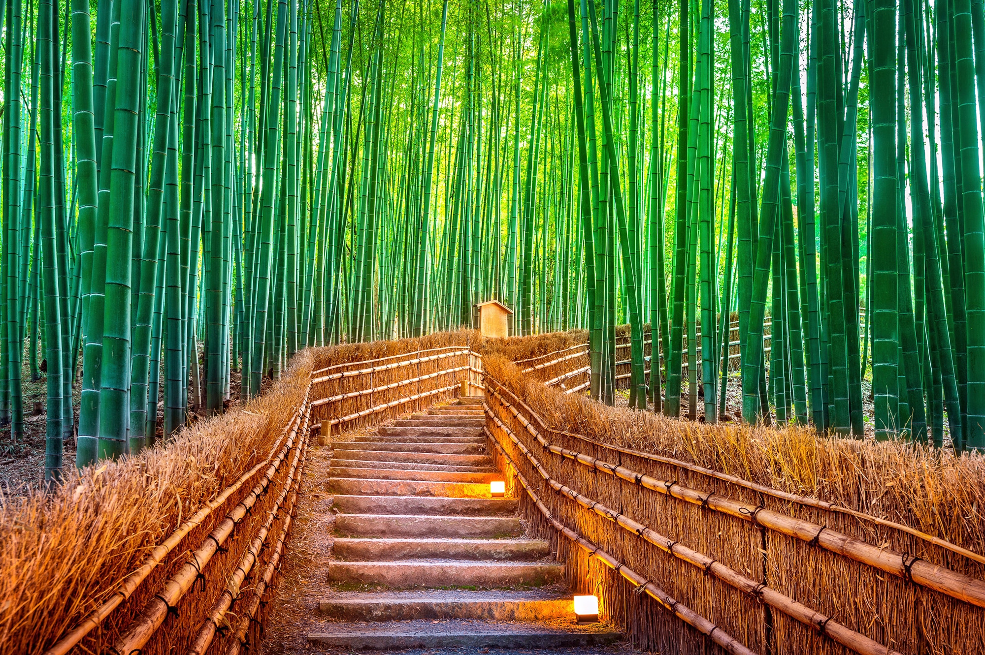 Image of Papermoon Fototapete "BAMBUS-WALD-KYOTO"