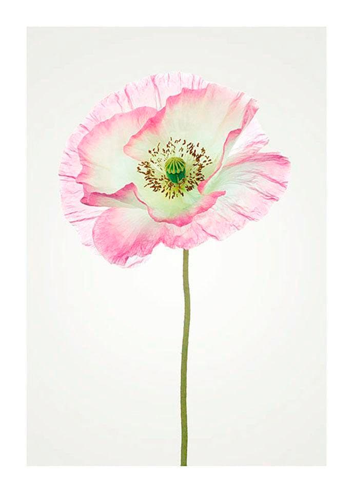 Image of Komar Bild "Poppy" Blumen 1 Stk. tlg. Wandbild zur Dekoration - ohne Rahmen