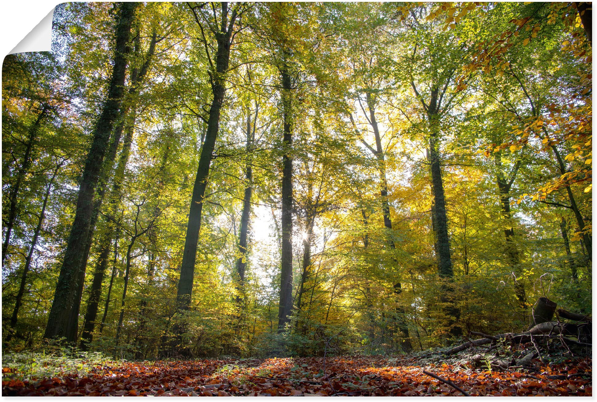 Image of Artland Wandbild »Laubwald zum Herbst«, Waldbilder, (1 St.), in vielen Grössen & Produktarten - Alubild / Outdoorbild für den Aussenbereich, Leinwandbild, Poster, Wandaufkleber / Wandtattoo auch für Badezimmer geeignet bei Ackermann Versand Schweiz