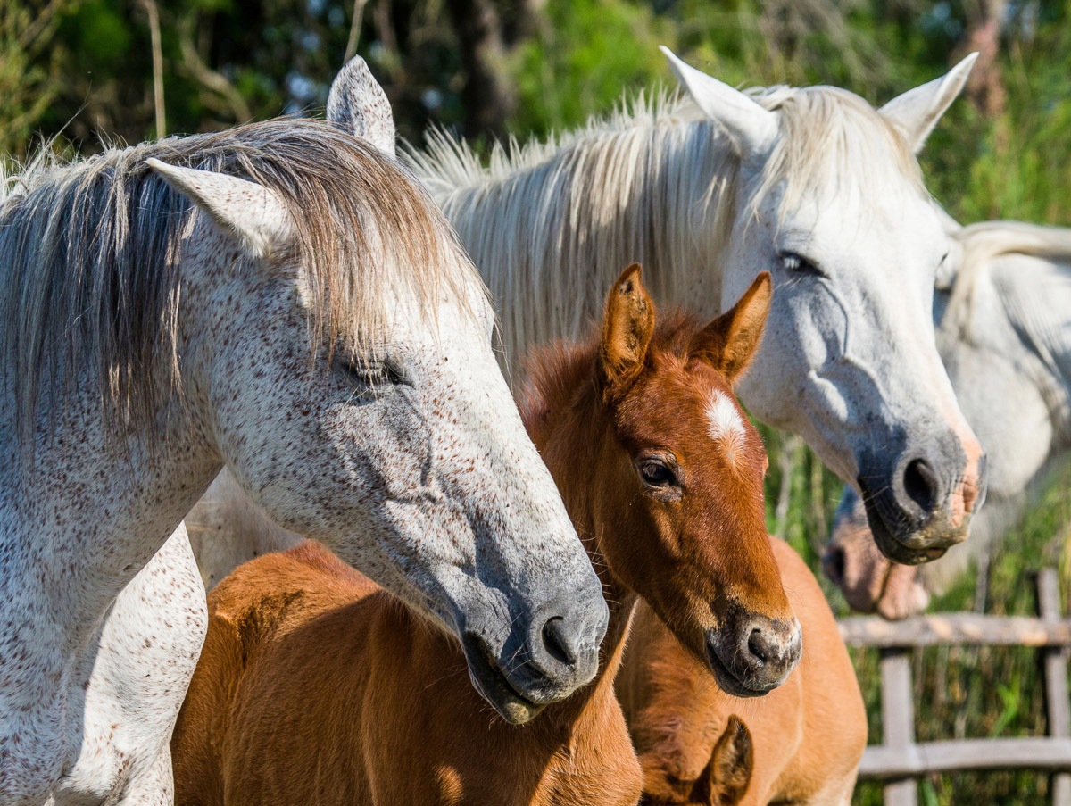 Image of Papermoon Fototapete »Camargue-Pferdefohlen«, Vliestapete, hochwertiger Digitaldruck, inklusive Kleister bei Ackermann Versand Schweiz