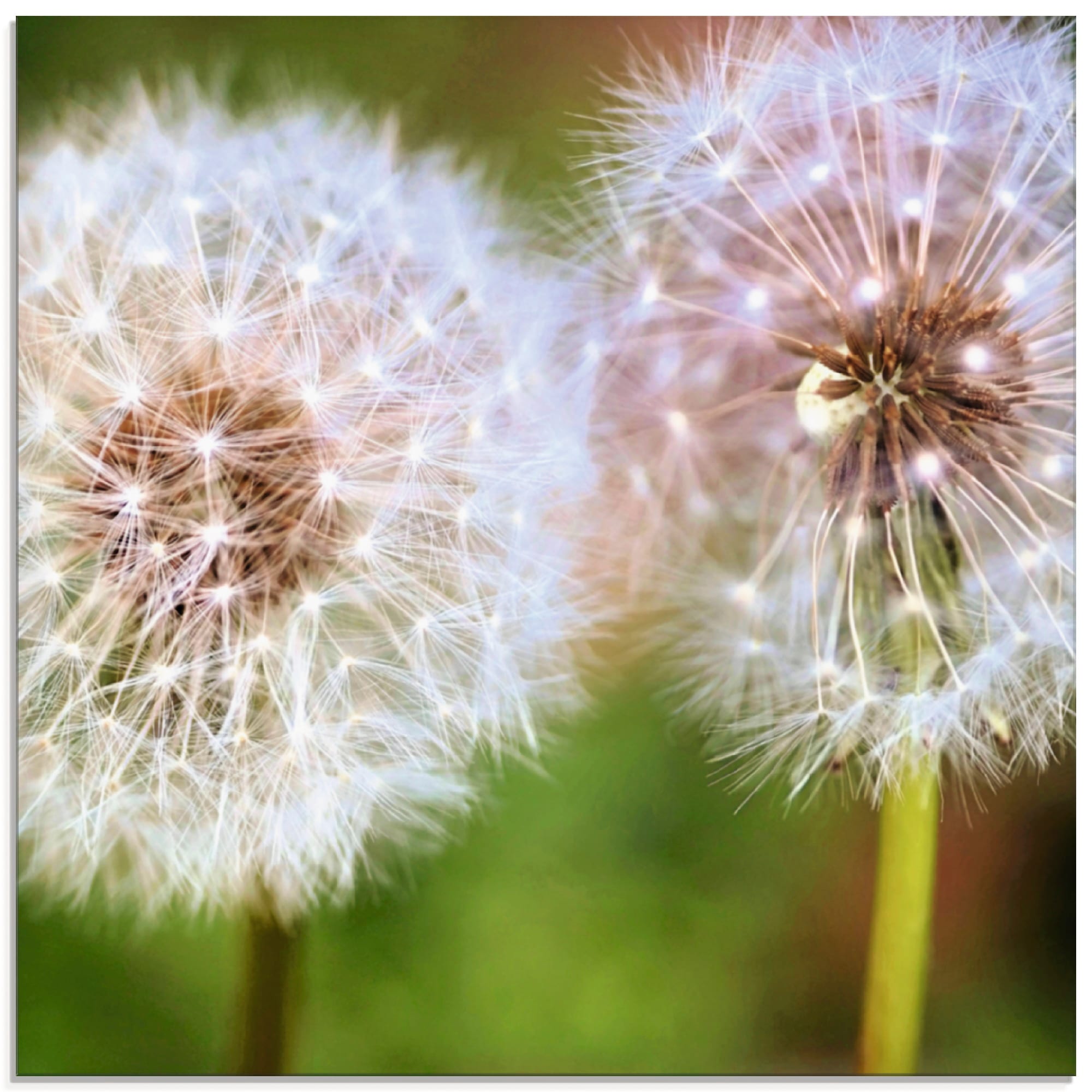 Image of Artland Glasbild "Pusteblume Zweisamkeit" Blumen 1 Stk. tlg. in verschiedenen Grössen