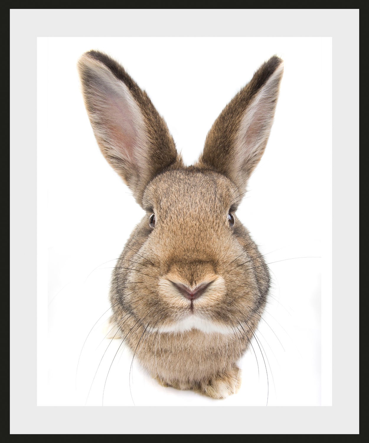 Image of queence Bild »Algot«, Hase, (1 St.) bei Ackermann Versand Schweiz