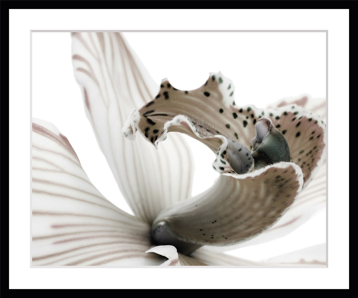 queence Image »Herkules« Rosen, gerahmt