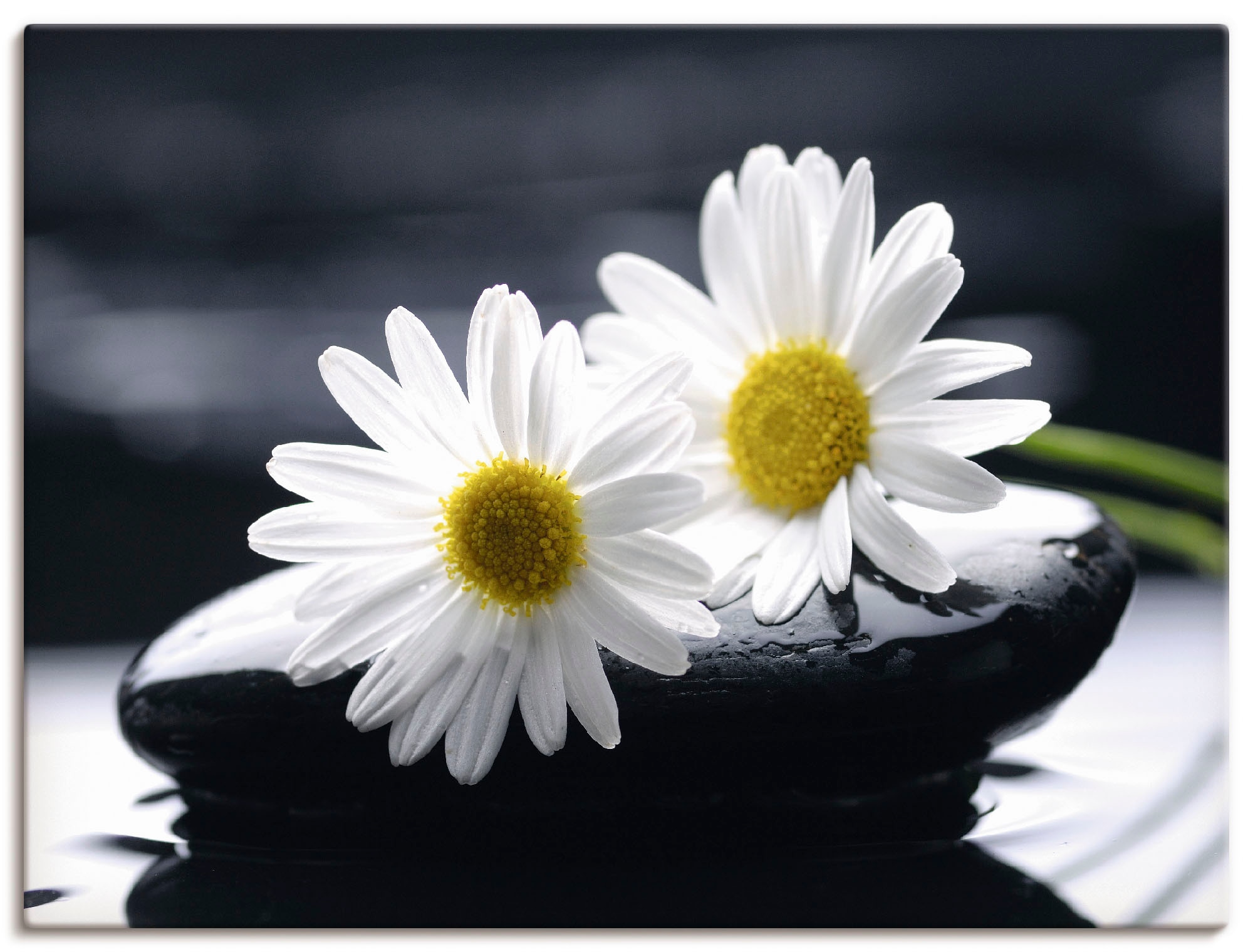 Image of Artland Leinwandbild "Zwei Gerbera auf einem Zenstein" Blumen 1 Stk. tlg. auf Holzrahmen gespannt