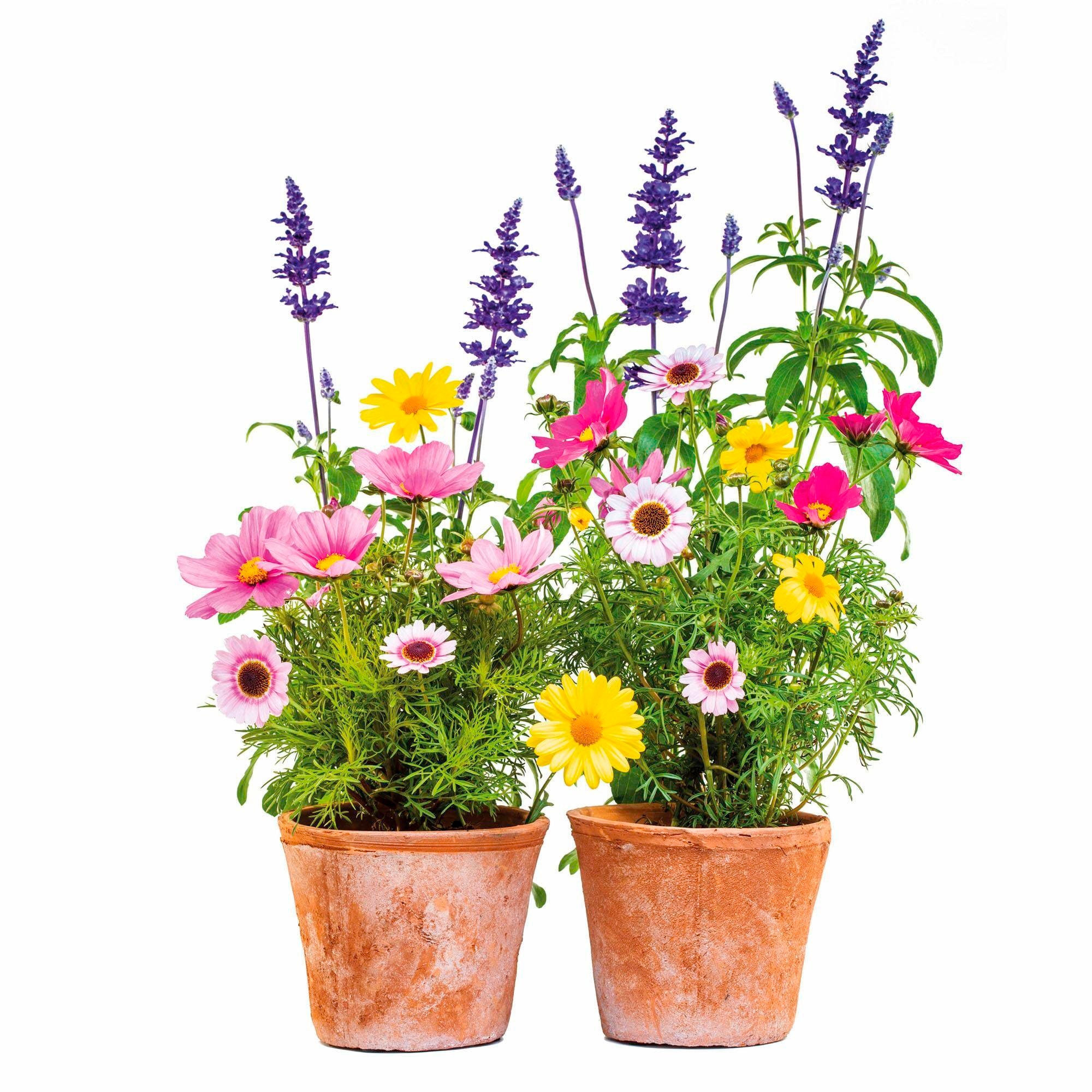 Image of Komar Fensterbild »Blumen«, (2 St.), 31x31 cm, selbsthaftend bei Ackermann Versand Schweiz