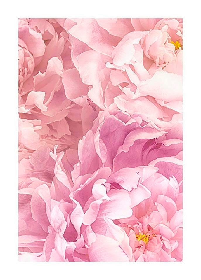 Image of Komar Bild "Sauve" Blumen 1 Stk. tlg. Wandbild zur Dekoration - ohne Rahmen