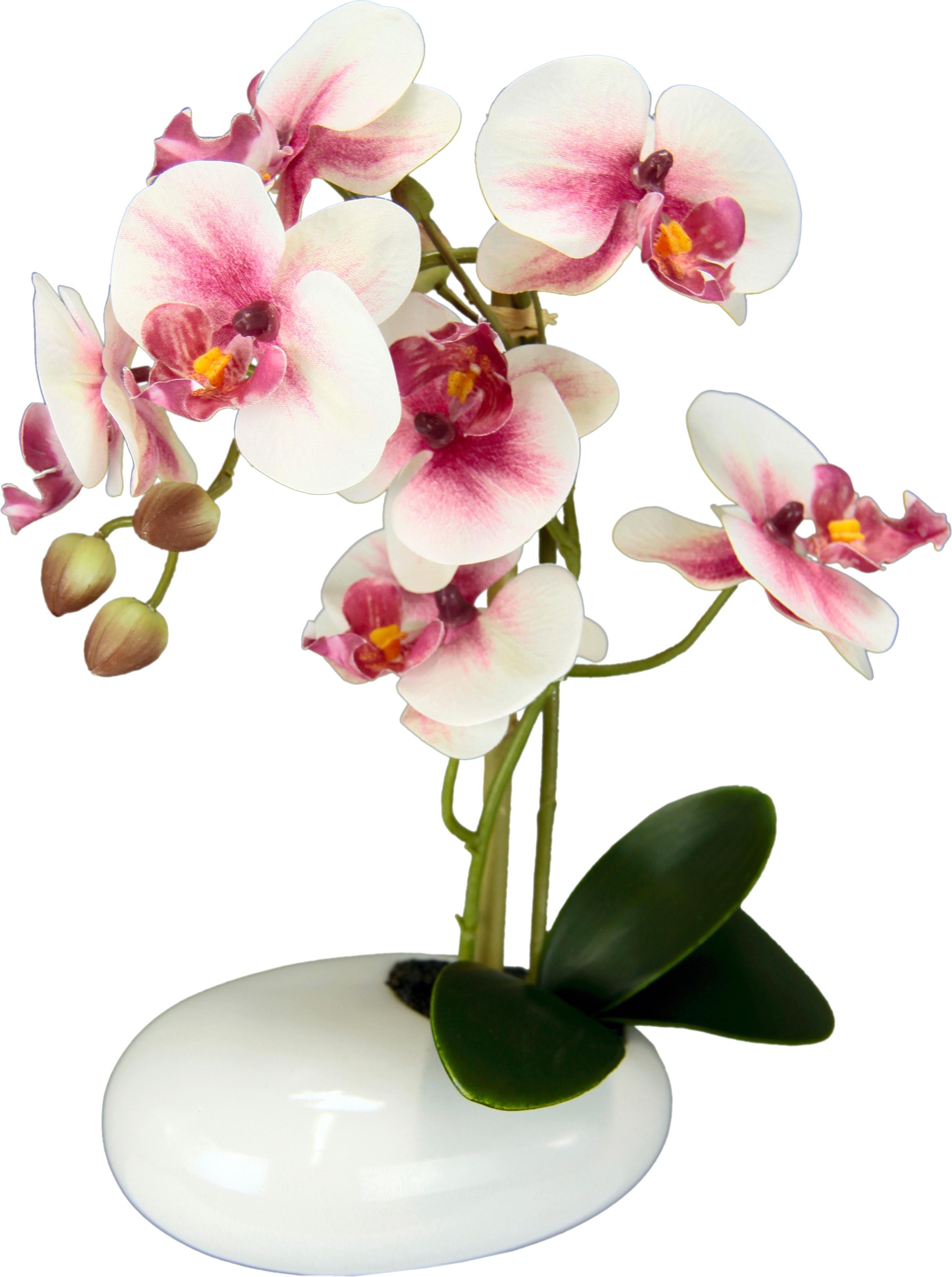 Image of I.GE.A. Kunstpflanze »Phalaenopsis in Schale« bei Ackermann Versand Schweiz