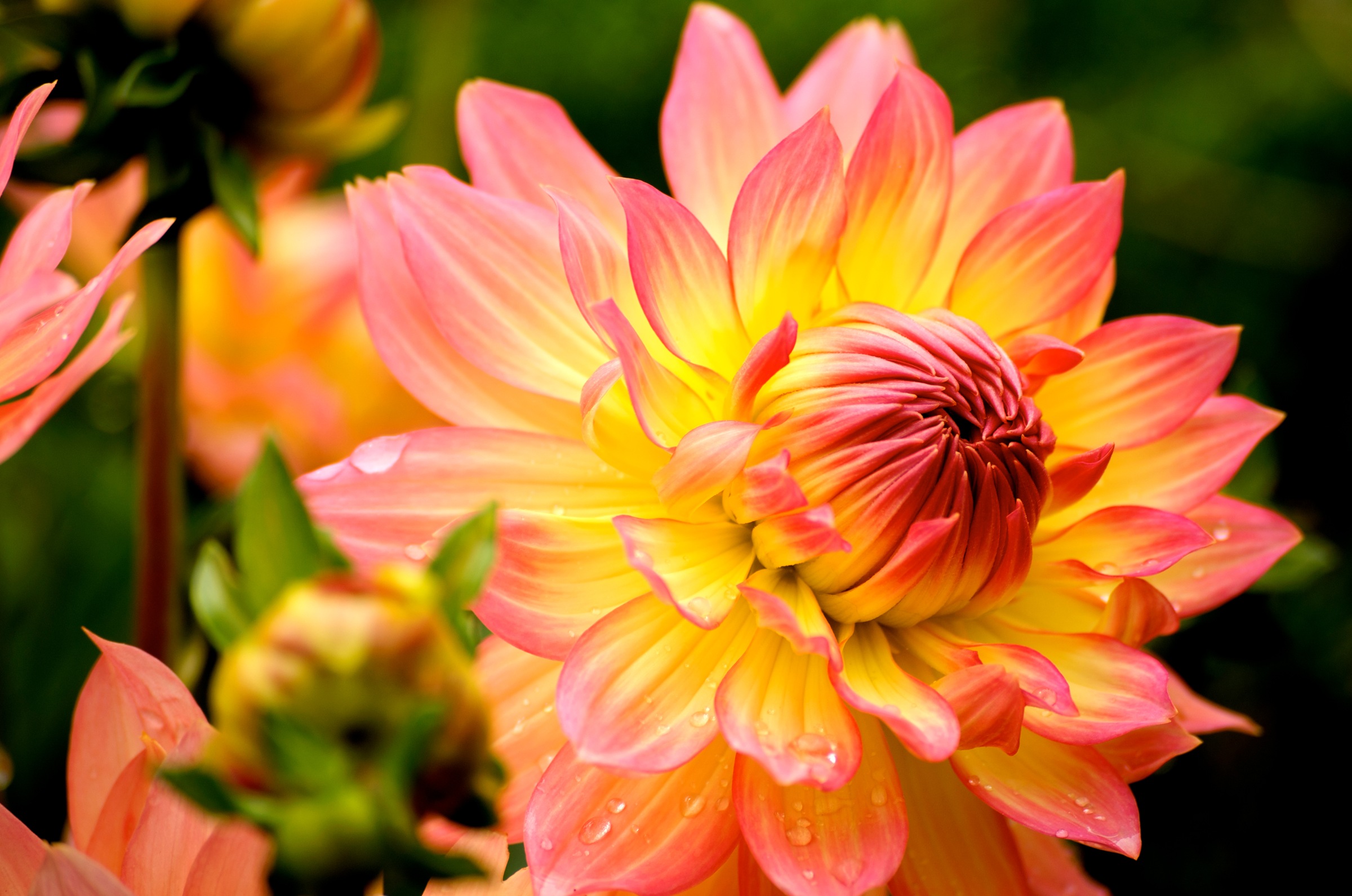 Image of Papermoon Fototapete "Dahlia" glatt