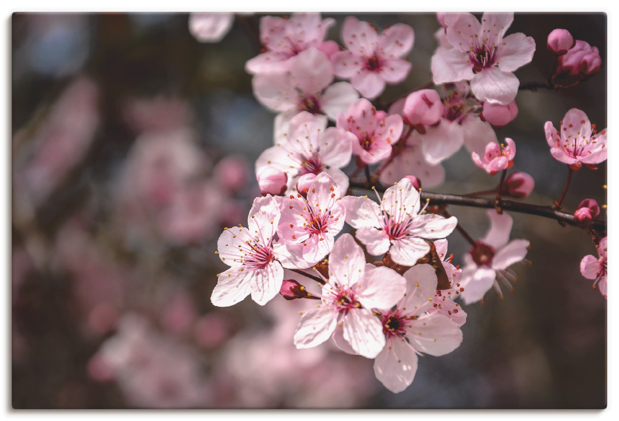 Image of Artland Leinwandbild "Kirschblüten Nahaufnahme im Sonnenlicht" Blumen 1 Stk. tlg. auf Holzrahmen gespannt