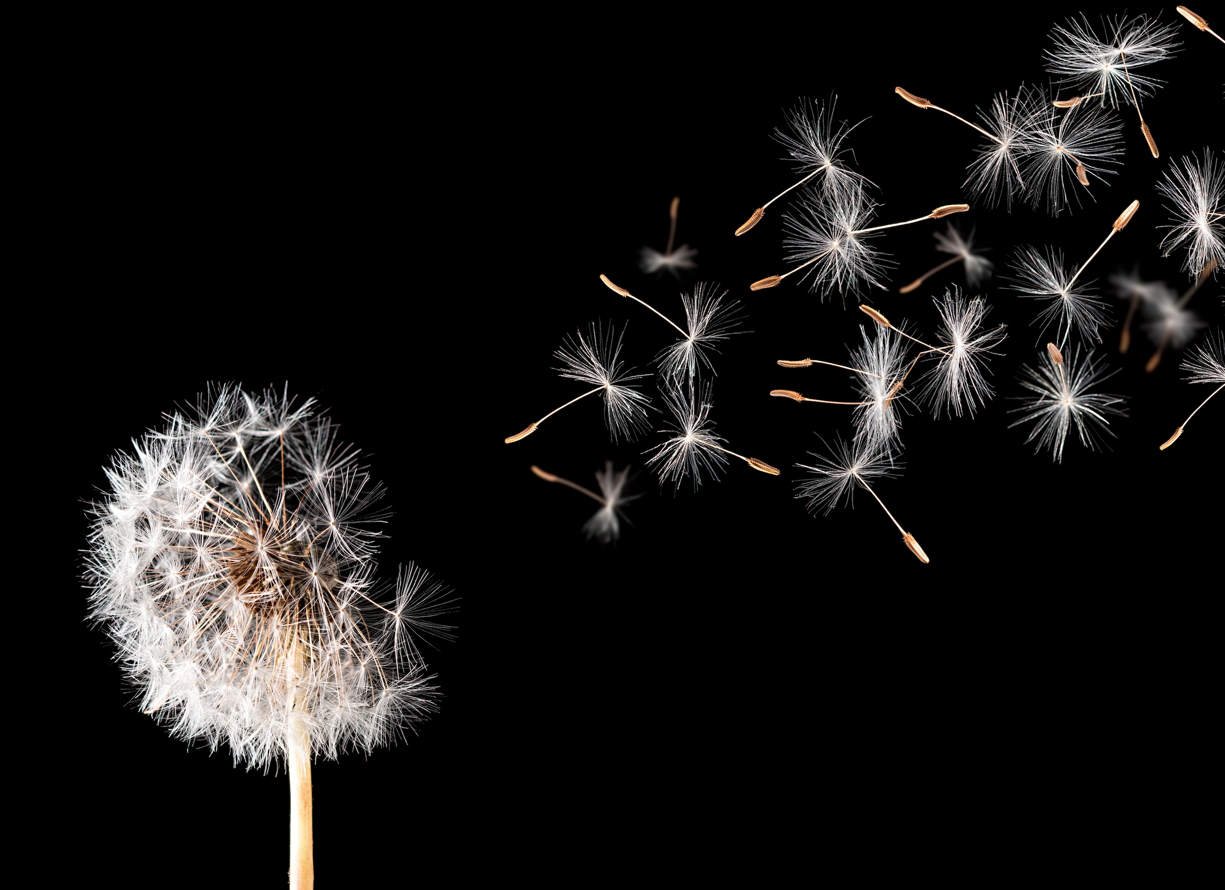 Image of Papermoon Fototapete "Dandelion" glatt
