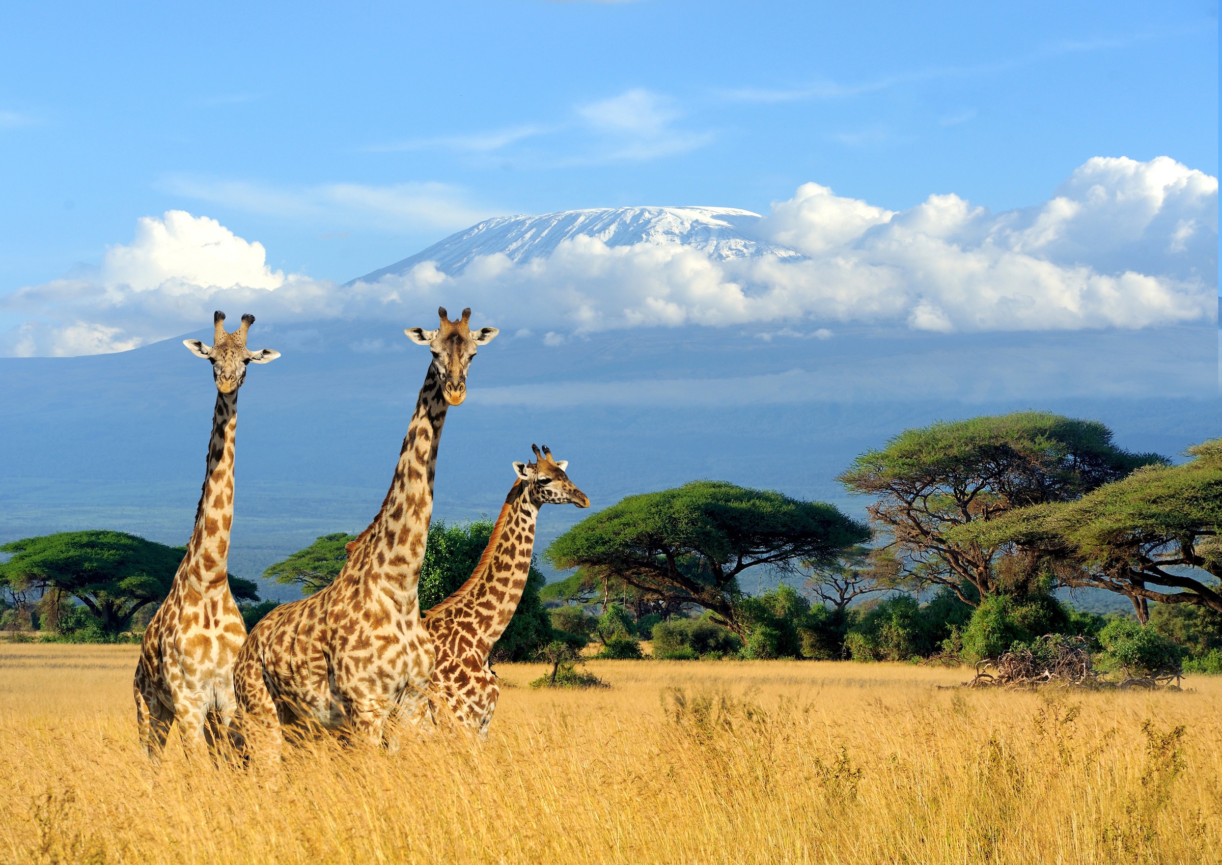 Image of Papermoon Fototapete »Giraffes at Kilimanjaro«, matt, BlueBack, 7 Bahnen, 350 x 260 cm bei Ackermann Versand Schweiz