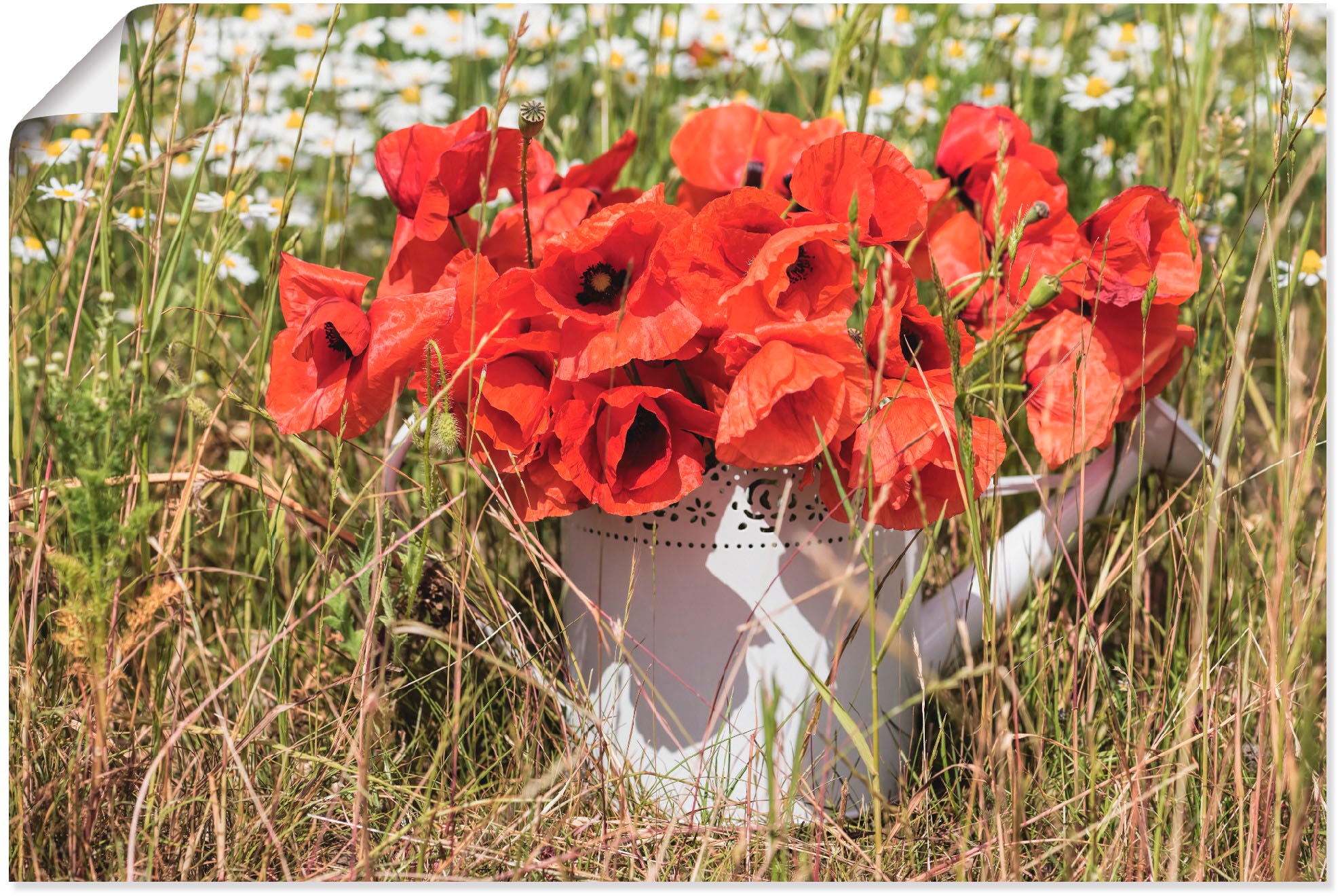 Image of Artland Wandbild »Mohnblüten im Feld«, Blumenwiese, (1 St.), in vielen Grössen & Produktarten - Alubild / Outdoorbild für den Aussenbereich, Leinwandbild, Poster, Wandaufkleber / Wandtattoo auch für Badezimmer geeignet bei Ackermann Versand Schweiz