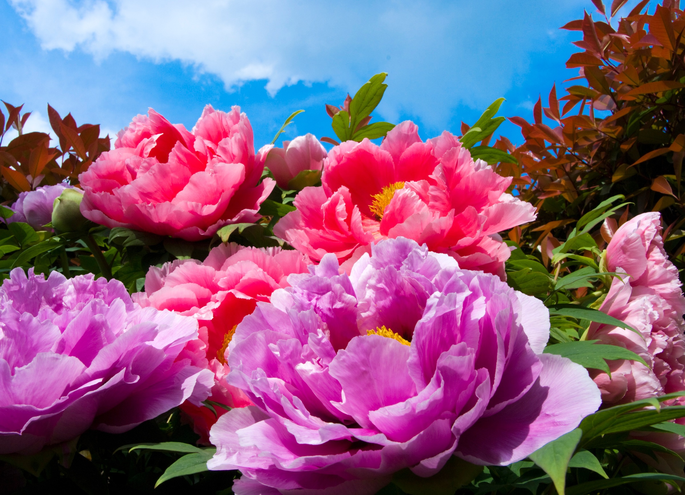 Papermoon Fototapete »TropicalPeonies« glatt