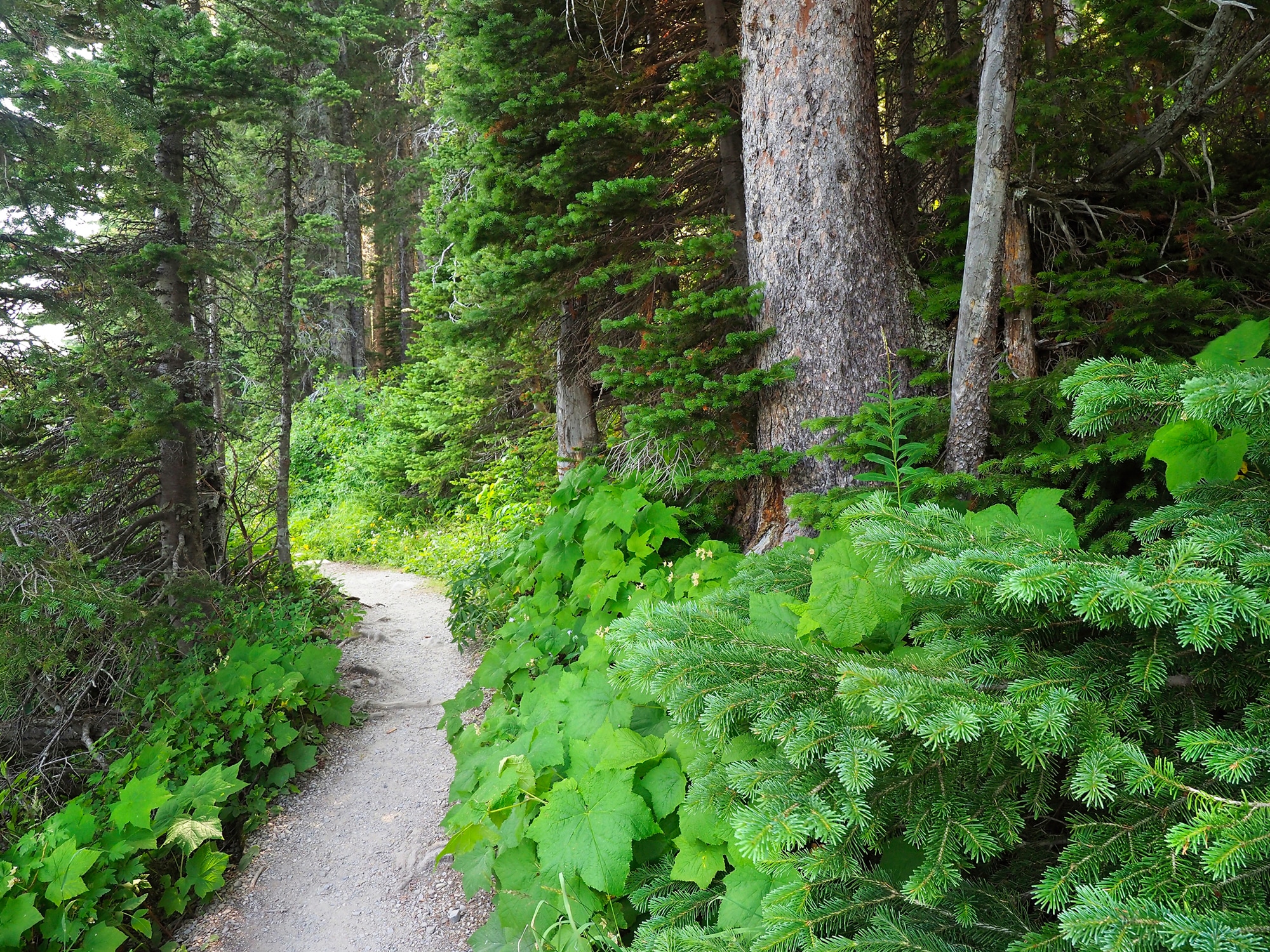 Image of Papermoon Fototapete "WALD IN KANADA-BAUM FICHTE NATUR PFLANZE SONNE WEG SEE"