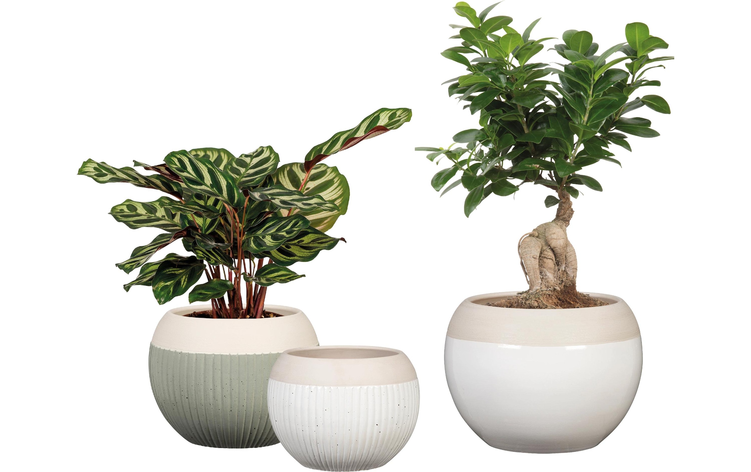 Scheurich Blumentopf »Blanco 719«