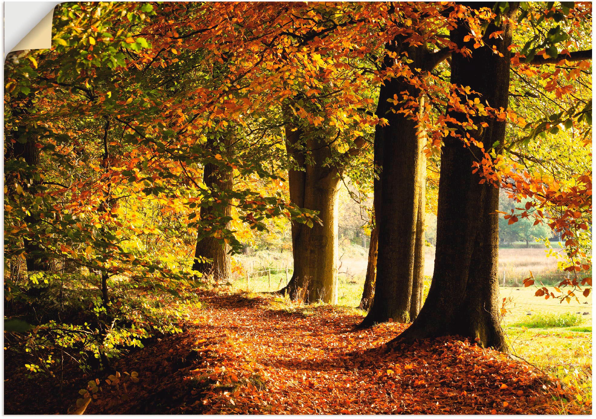 Image of Artland Wandbild »Herbstfarben«, Bäume, (1 St.), in vielen Grössen & Produktarten - Alubild / Outdoorbild für den Aussenbereich, Leinwandbild, Poster, Wandaufkleber / Wandtattoo auch für Badezimmer geeignet bei Ackermann Versand Schweiz