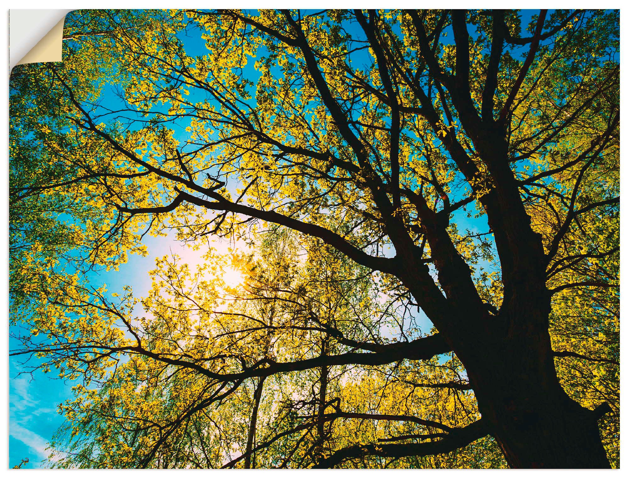 Image of Artland Wandbild »Frühlingssonne durch Baumkrone«, Bäume, (1 St.), in vielen Grössen & Produktarten - Alubild / Outdoorbild für den Aussenbereich, Leinwandbild, Poster, Wandaufkleber / Wandtattoo auch für Badezimmer geeignet bei Ackermann Versand Schweiz