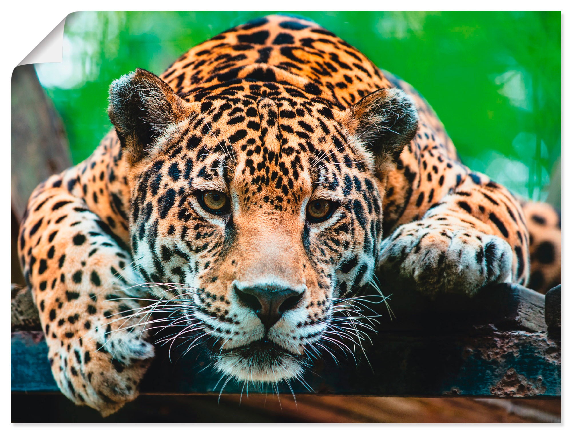 Image of Artland Wandbild »Südamerikanischer Jaguar«, Wildtiere, (1 St.), in vielen Grössen & Produktarten - Alubild / Outdoorbild für den Aussenbereich, Leinwandbild, Poster, Wandaufkleber / Wandtattoo auch für Badezimmer geeignet bei Ackermann Versand Schweiz