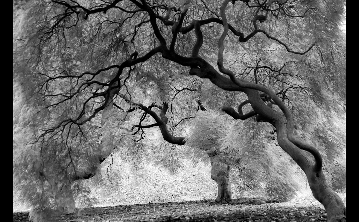 Image of Papermoon Fototapete "Mystic Trees Black & White"