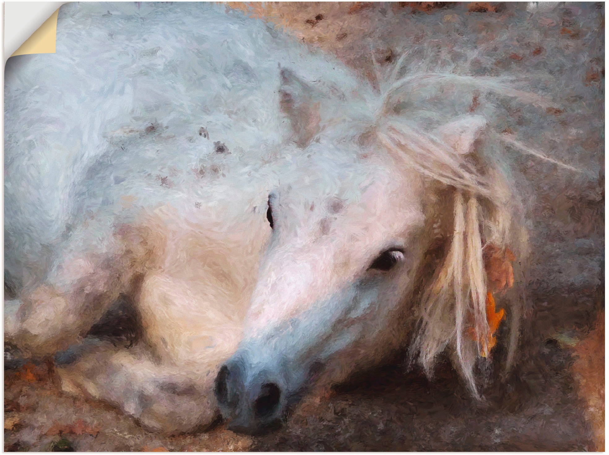 Image of Artland Wandbild »Mein kleines Pferd«, Haustiere, (1 St.), in vielen Grössen & Produktarten -Leinwandbild, Poster, Wandaufkleber / Wandtattoo auch für Badezimmer geeignet bei Ackermann Versand Schweiz