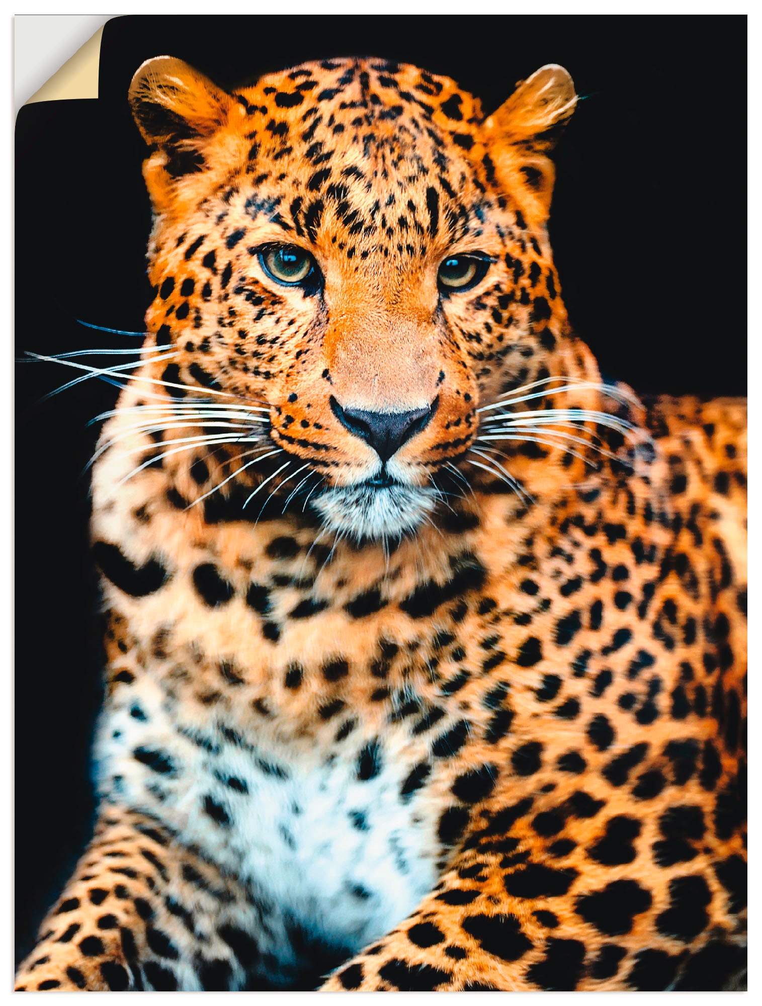 Artland Wandbild »Wütender wilder Leopard«, Wildtiere, (1 St.), als Alubild,  Leinwandbild, Wandaufkleber oder Poster in versch. Grössen kaufen