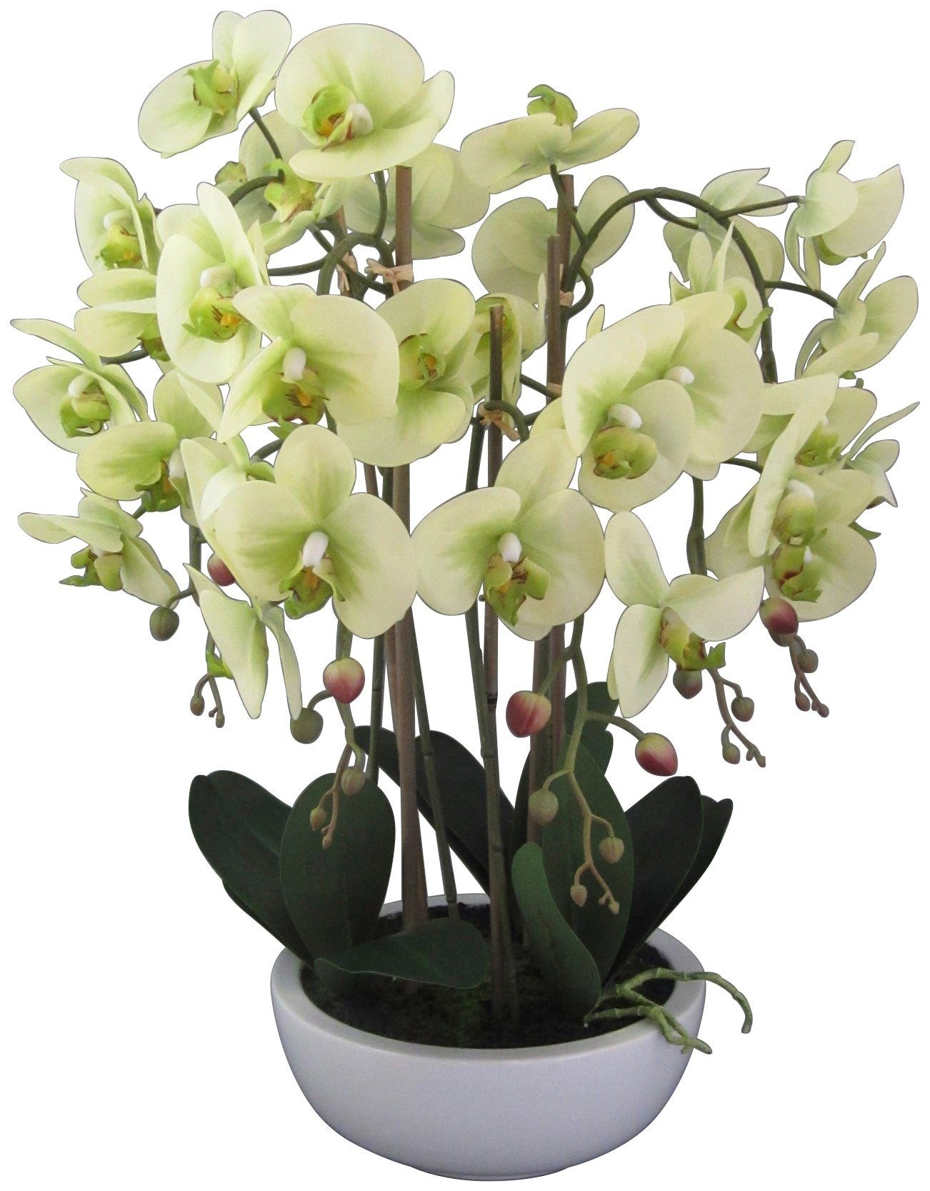 Image of Creativ green Kunstpflanze »Orchidee Phalaenopsis«, (1 St.), in Keramikschale bei Ackermann Versand Schweiz